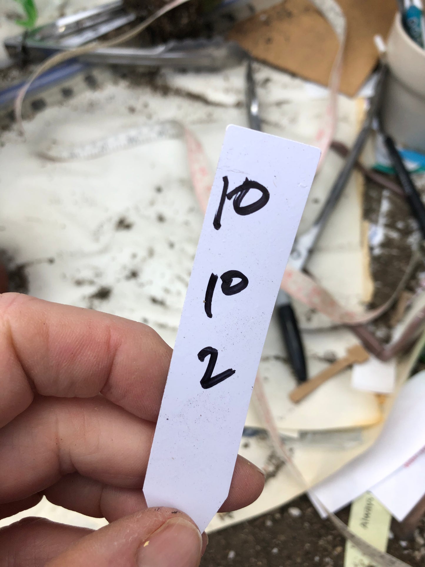 Opuntia canterae elata Ground Crawler 10"T #10W