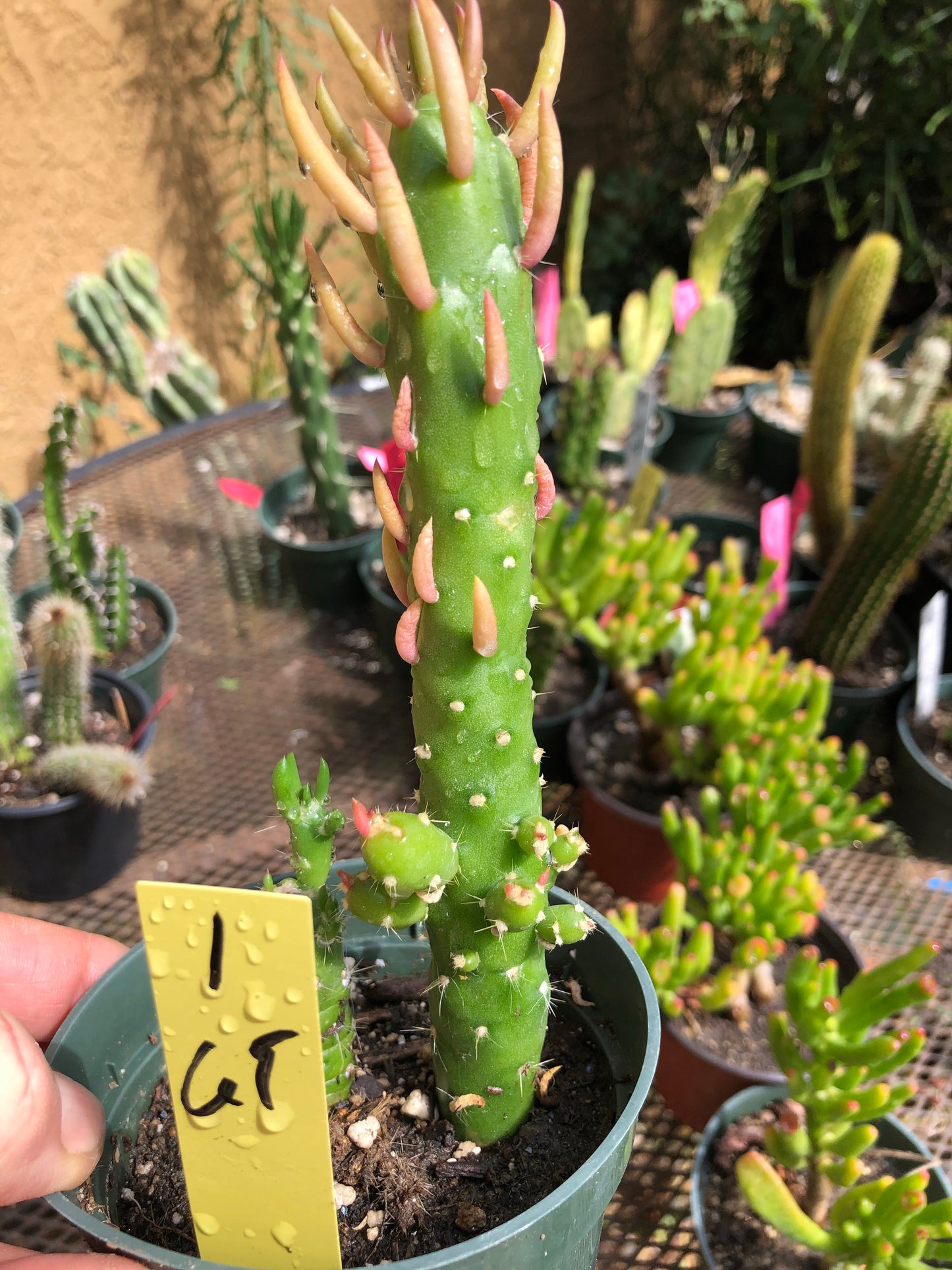 Austrocylindropuntia Mini Eve's Needle 6"T #1Y