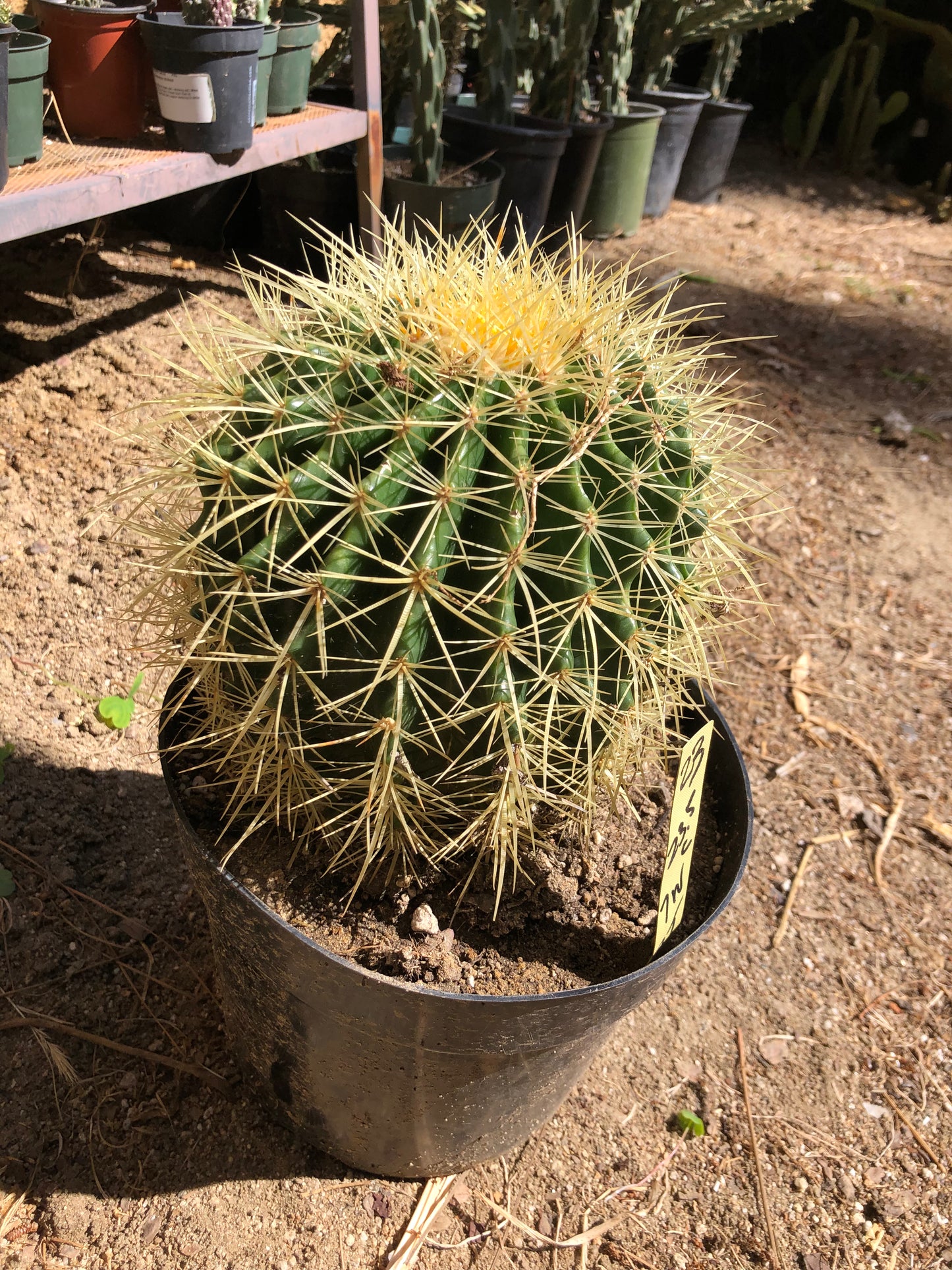 Echinocactus grusonii Golden Barrel 7"Wide #23Y