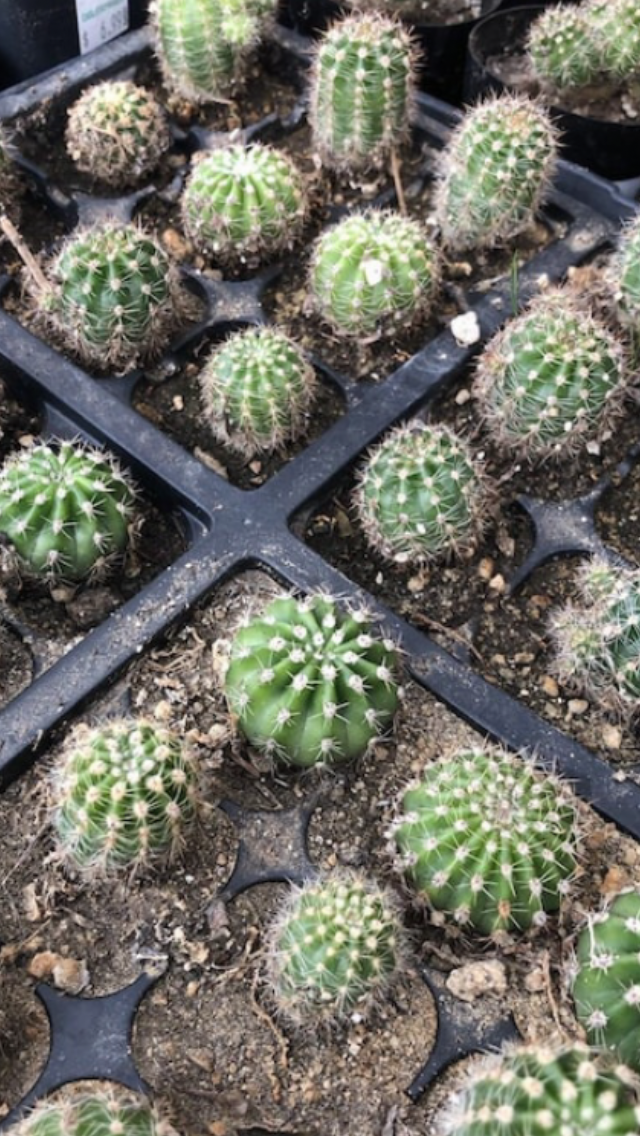 Echinopsis oxygona Pink Easter Lily 1" Rooted Pup