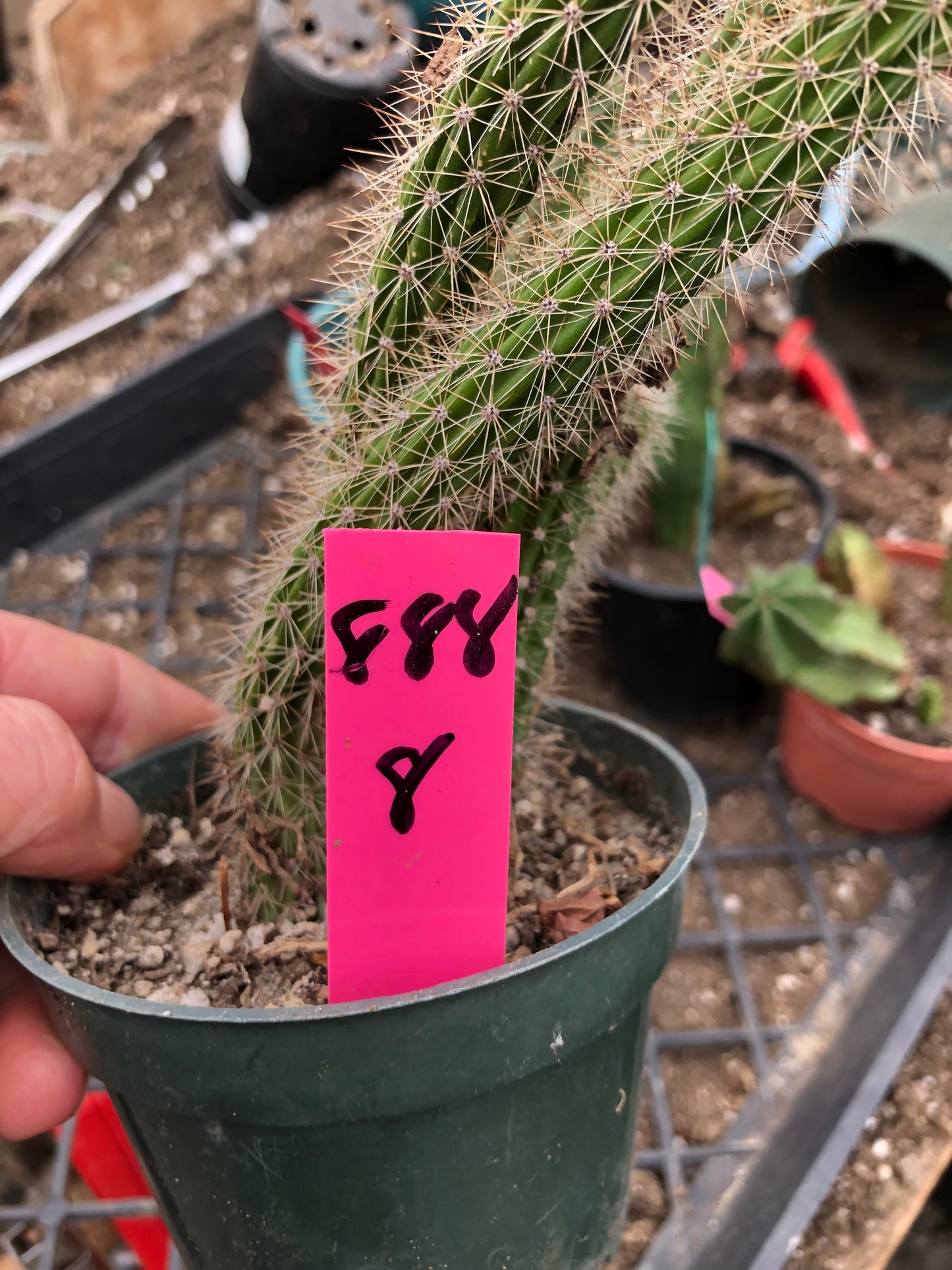 Echinocereus pensilis Snake Cactus Plant 8"Tall #69W