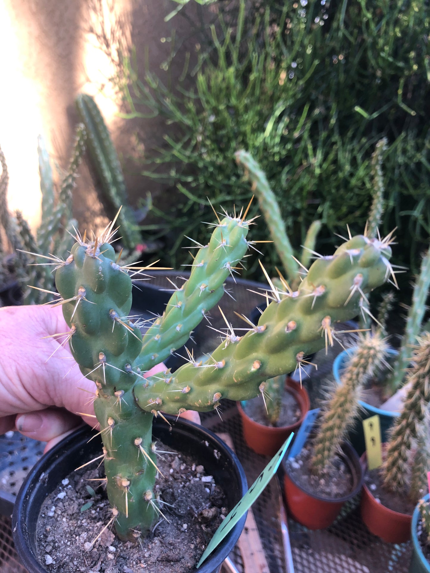 Cylindropuntia imbricata Buckhorn Cholla 5”Tall #5G