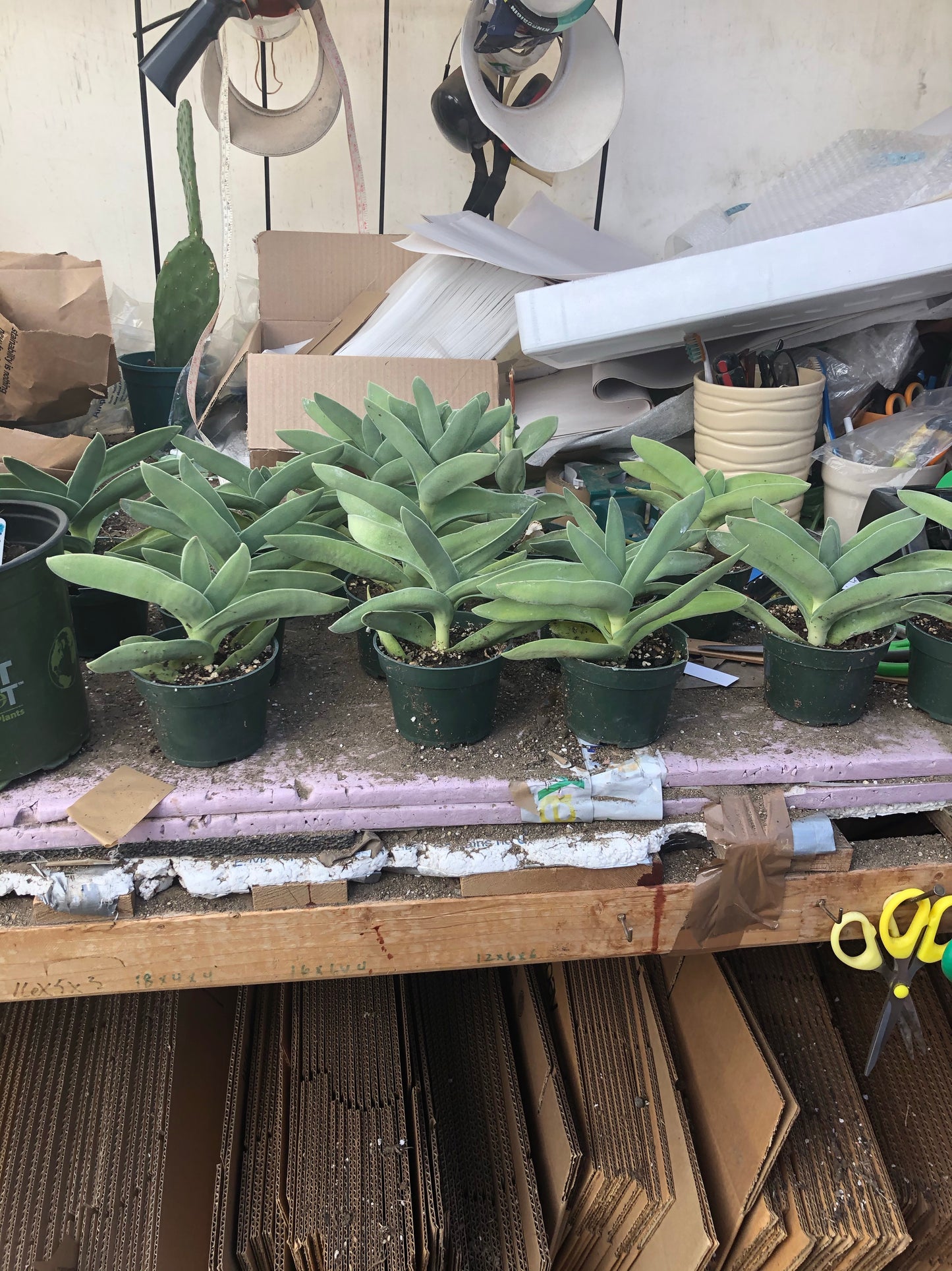 Crassula falcata Airplane Plant  5"Tall 5"Wide #10B