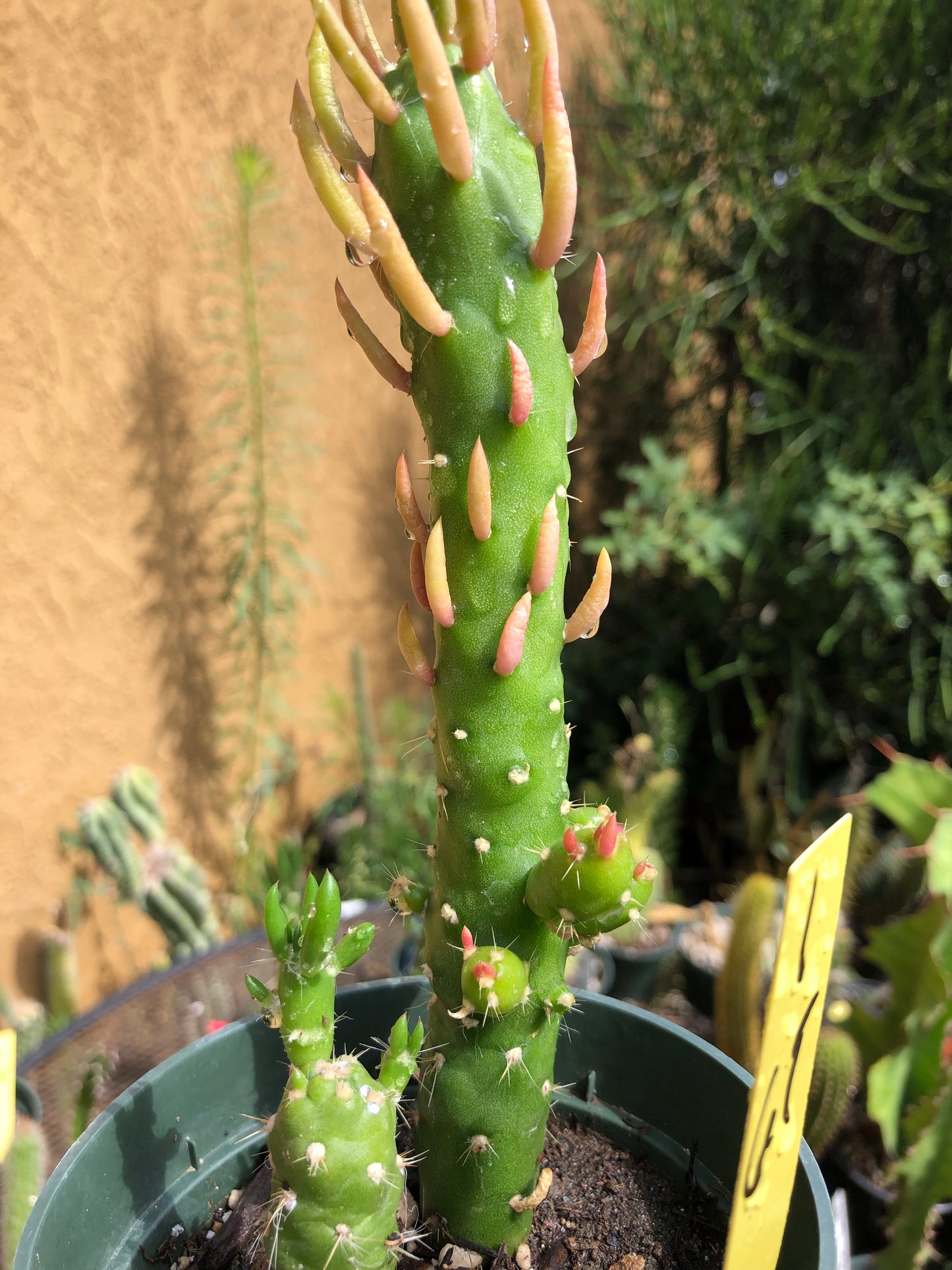 Austrocylindropuntia Mini Eve's Needle 6"T #1Y