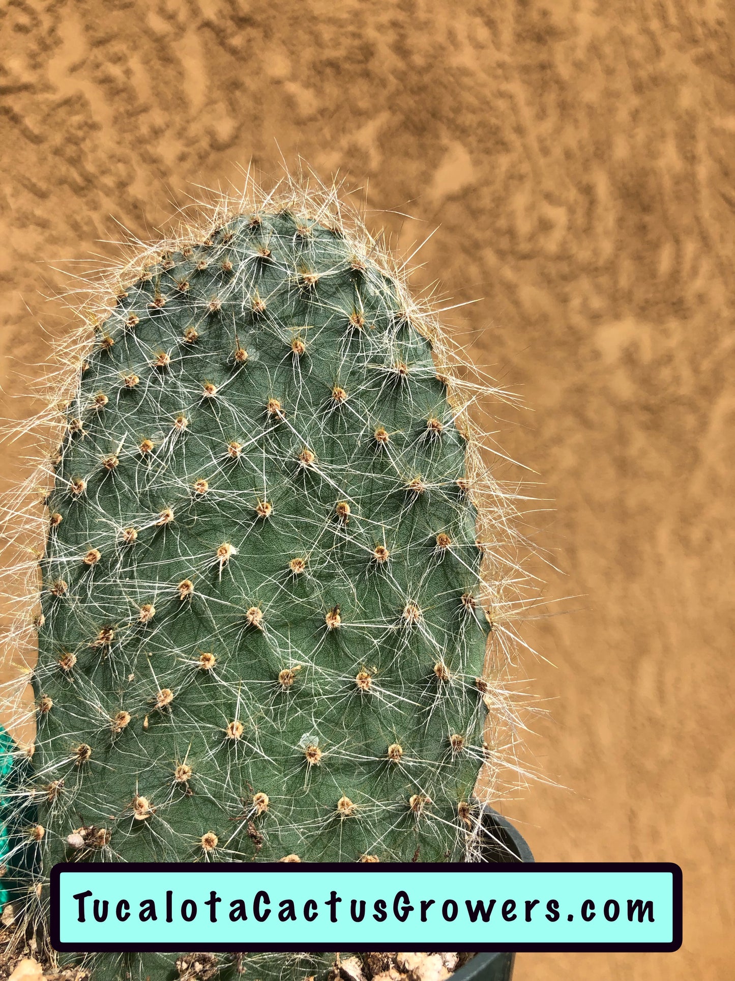 Opuntia pilifera (Cocoche loco)4.5"T 3"W #1G
