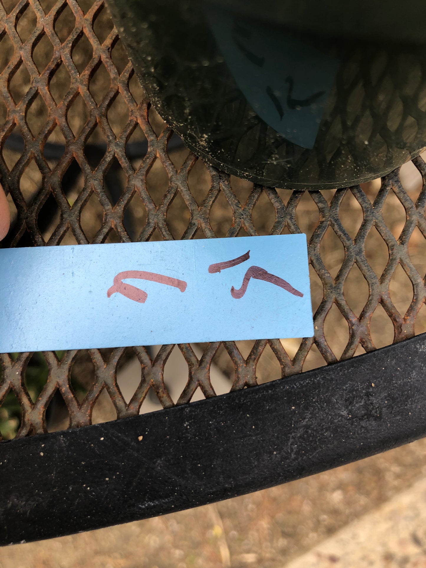 Cylindropuntia imbricata Buckhorn Cholla 6”Tall #15B