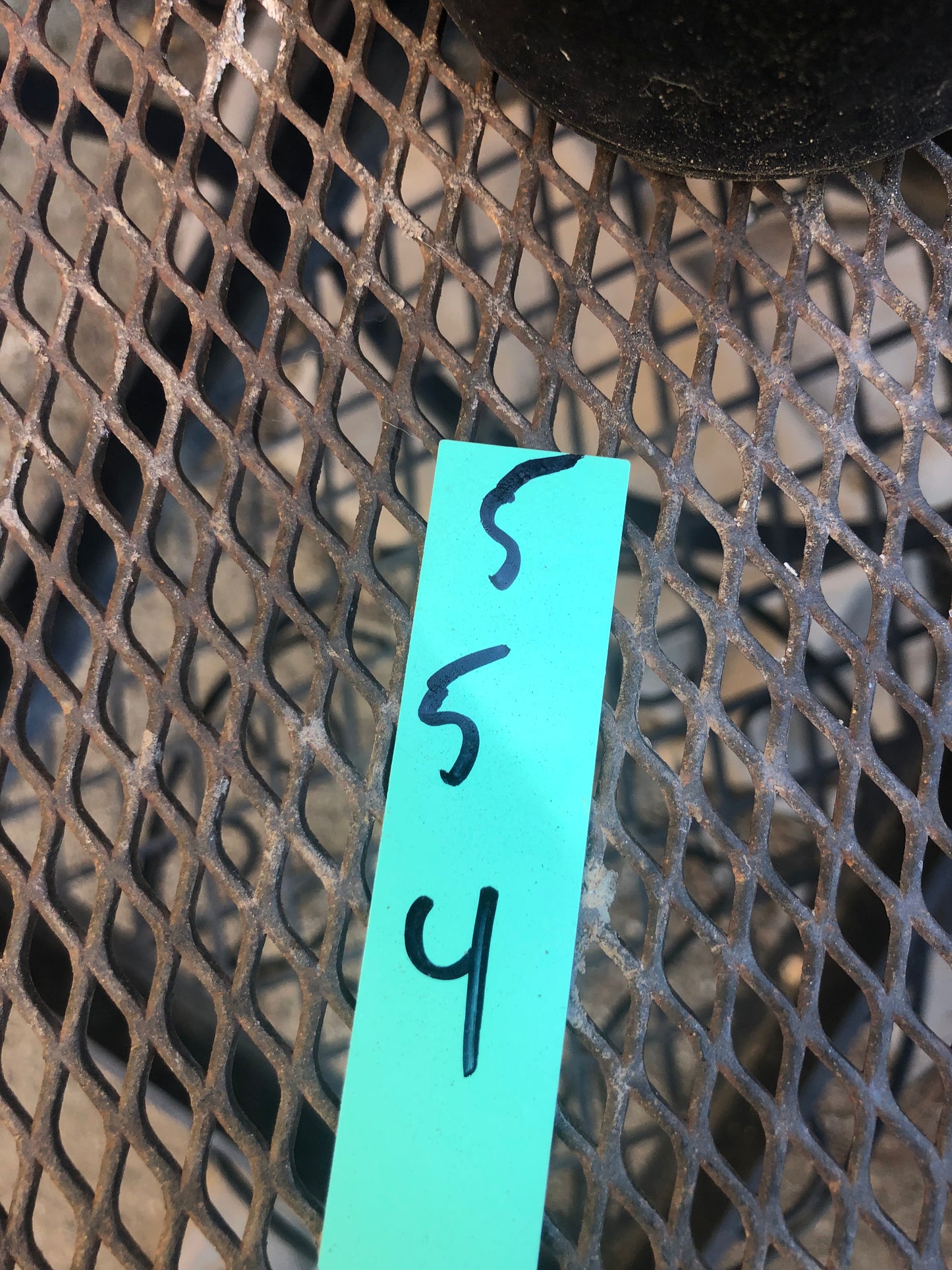 Cylindropuntia imbricata Buckhorn Cholla 5”Tall #5G