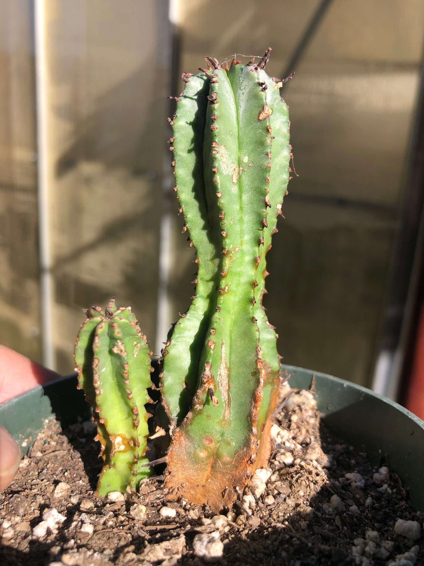 Euphorbia anoplia Green Tanzanian Zipper 4"Tall  #3B