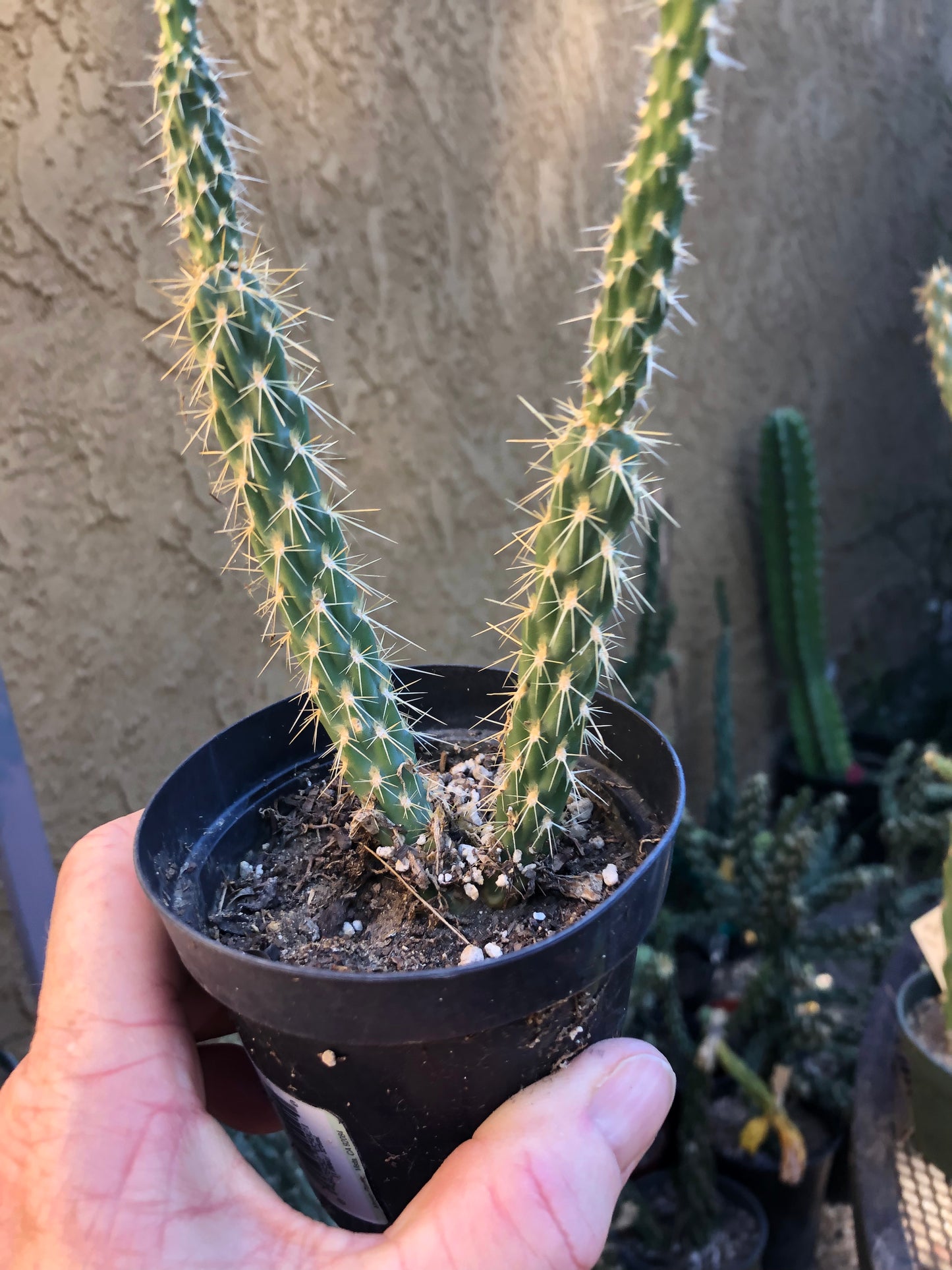 Cylindropuntia imbricata Buckhorn Cholla 11”Tall #5B
