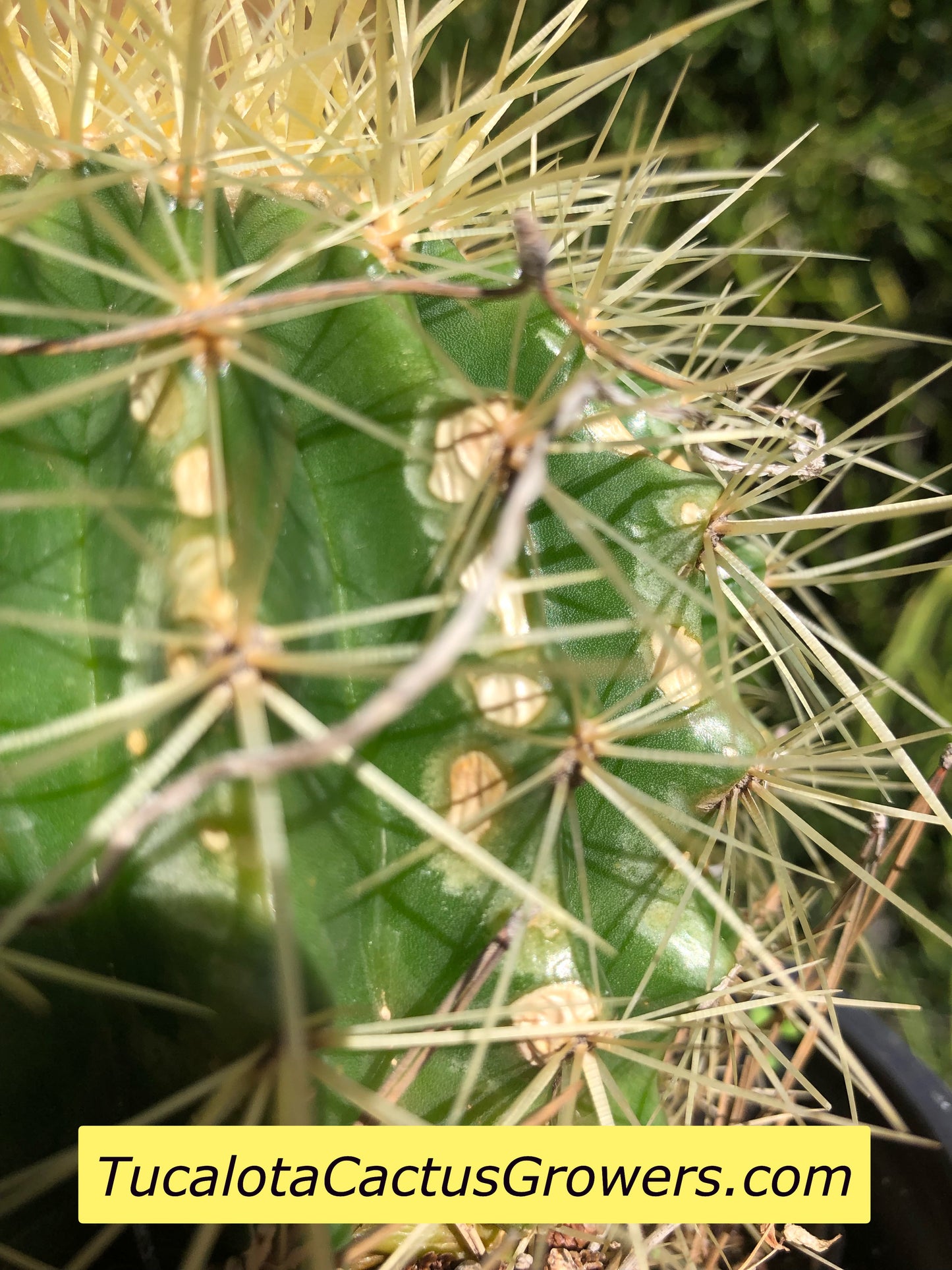 Echinocactus grusonii Golden Barrel 5"Wide #7G