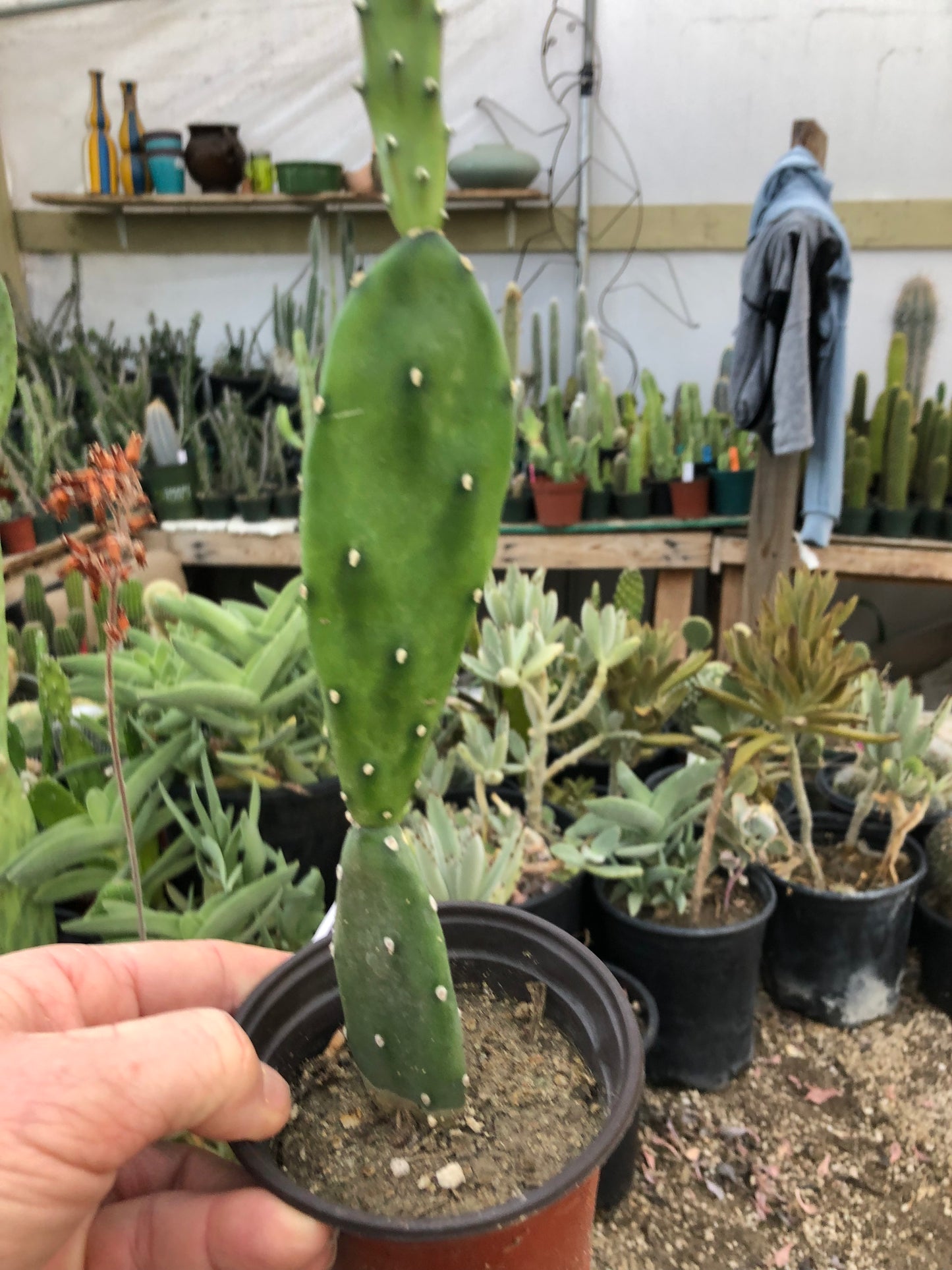 Opuntia canterae elata Ground Crawler 10"T #10W