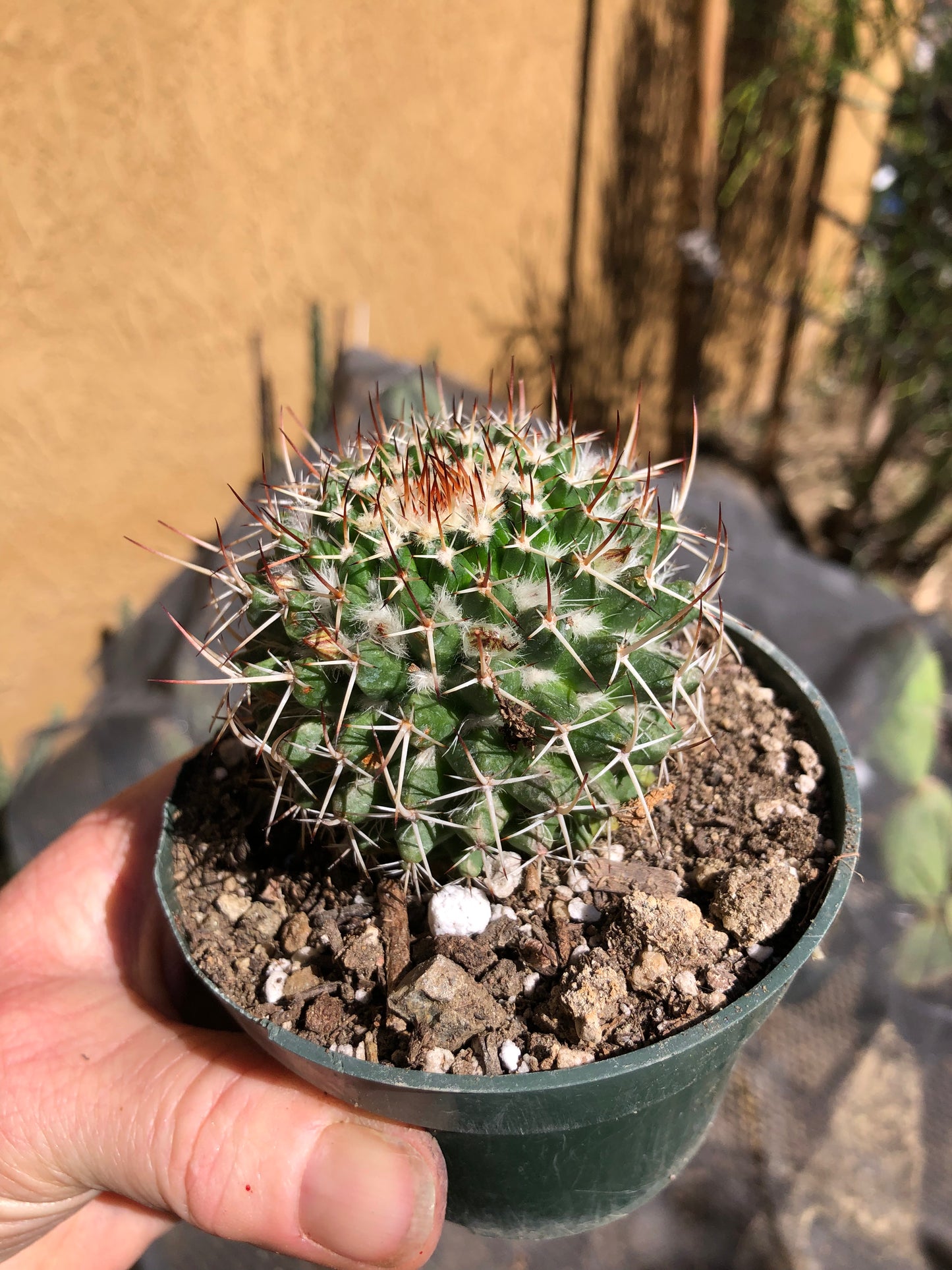 Mammillaria nejapensis Silver Arrows 2.5” Wide #250B