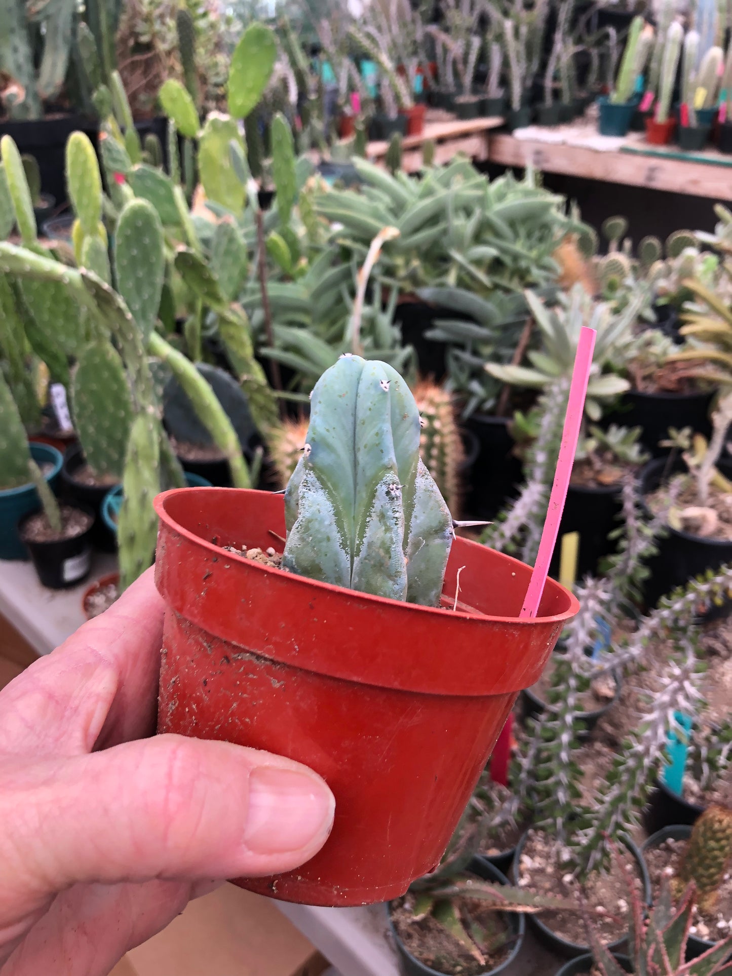 Myrtillocactus geometrizans Blue Myrtle Cactus 2.5”Tall #1P