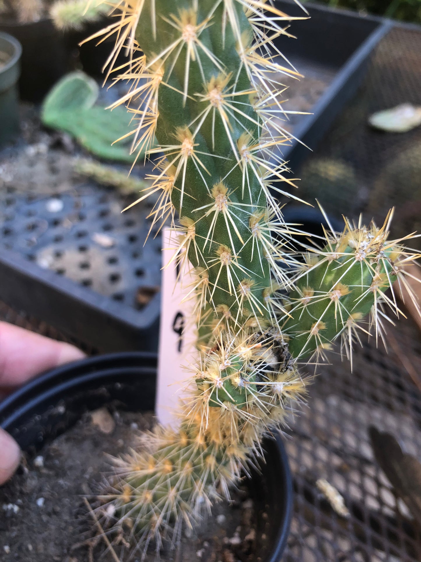 Cholla Cylindropuntia  Buckhorn 9”Tall #1W