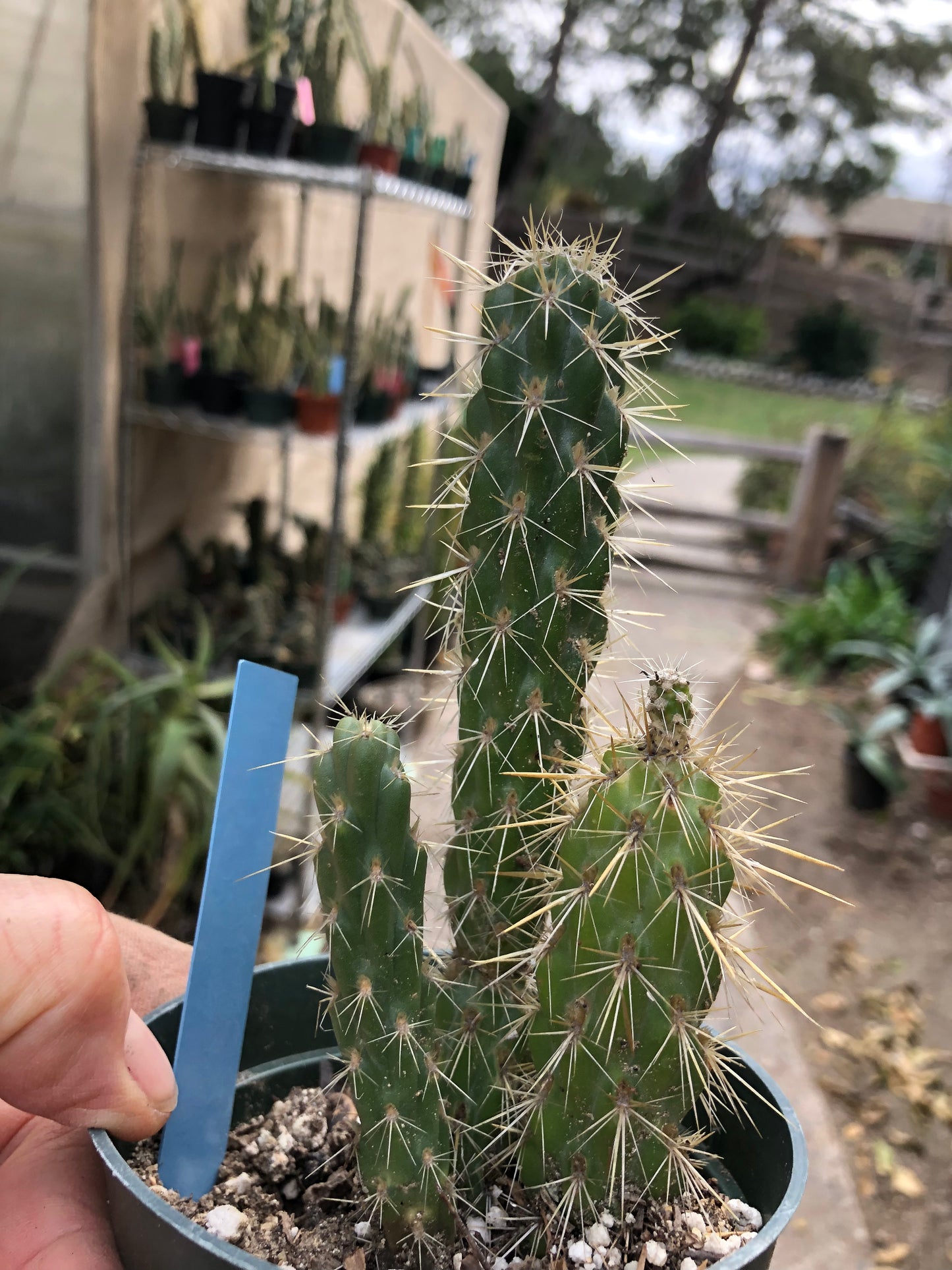 Cylindropuntia imbricata Buckhorn Cholla 6”Tall #15B