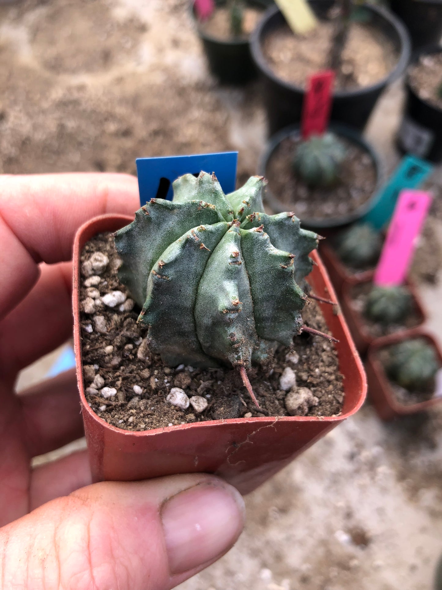 Euphorbia horrida major nova 1" Wide #10B