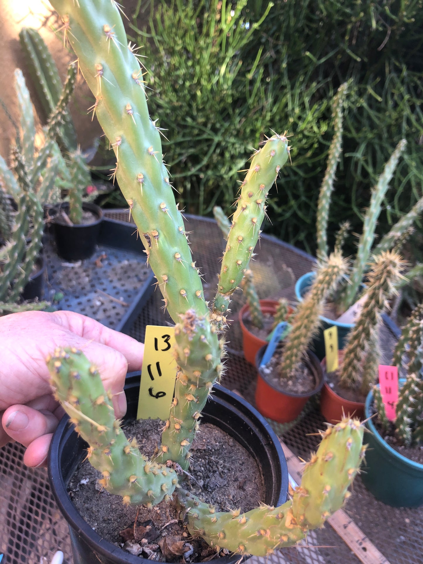 Cylindropuntia imbricata Buckhorn Cholla 11”T #13Y