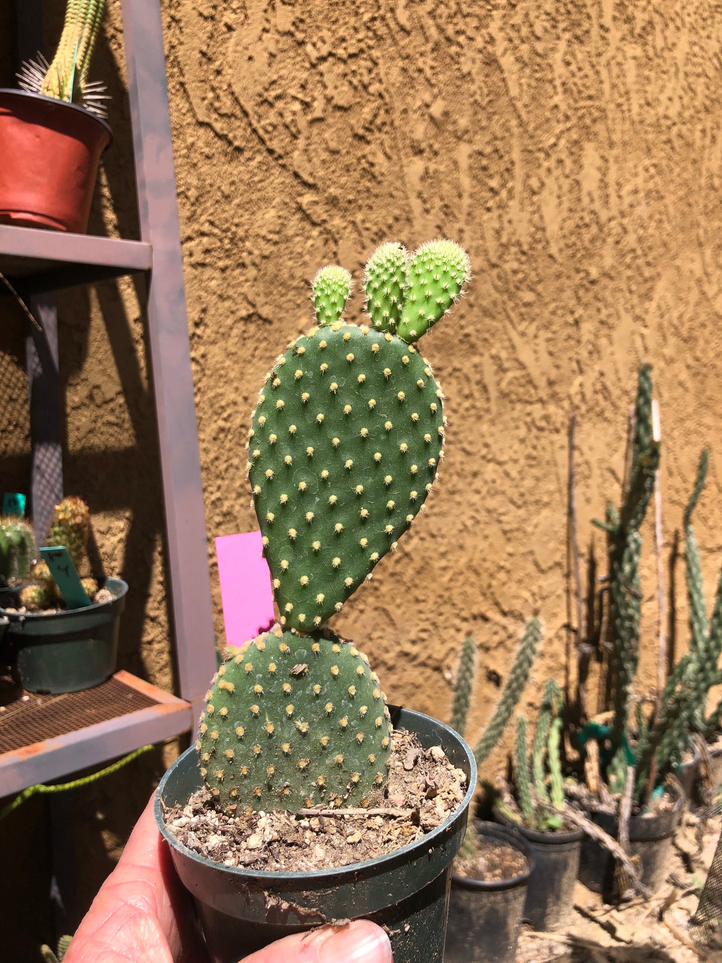 Opuntia microdasys Off White Bunny 7"Tall #133P