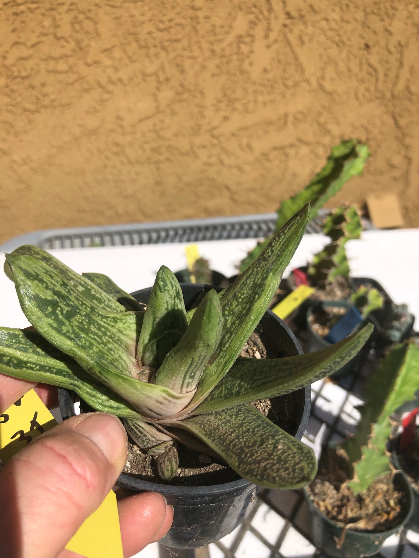 Gasteria Succulent Little Warty 4”Wide #Y