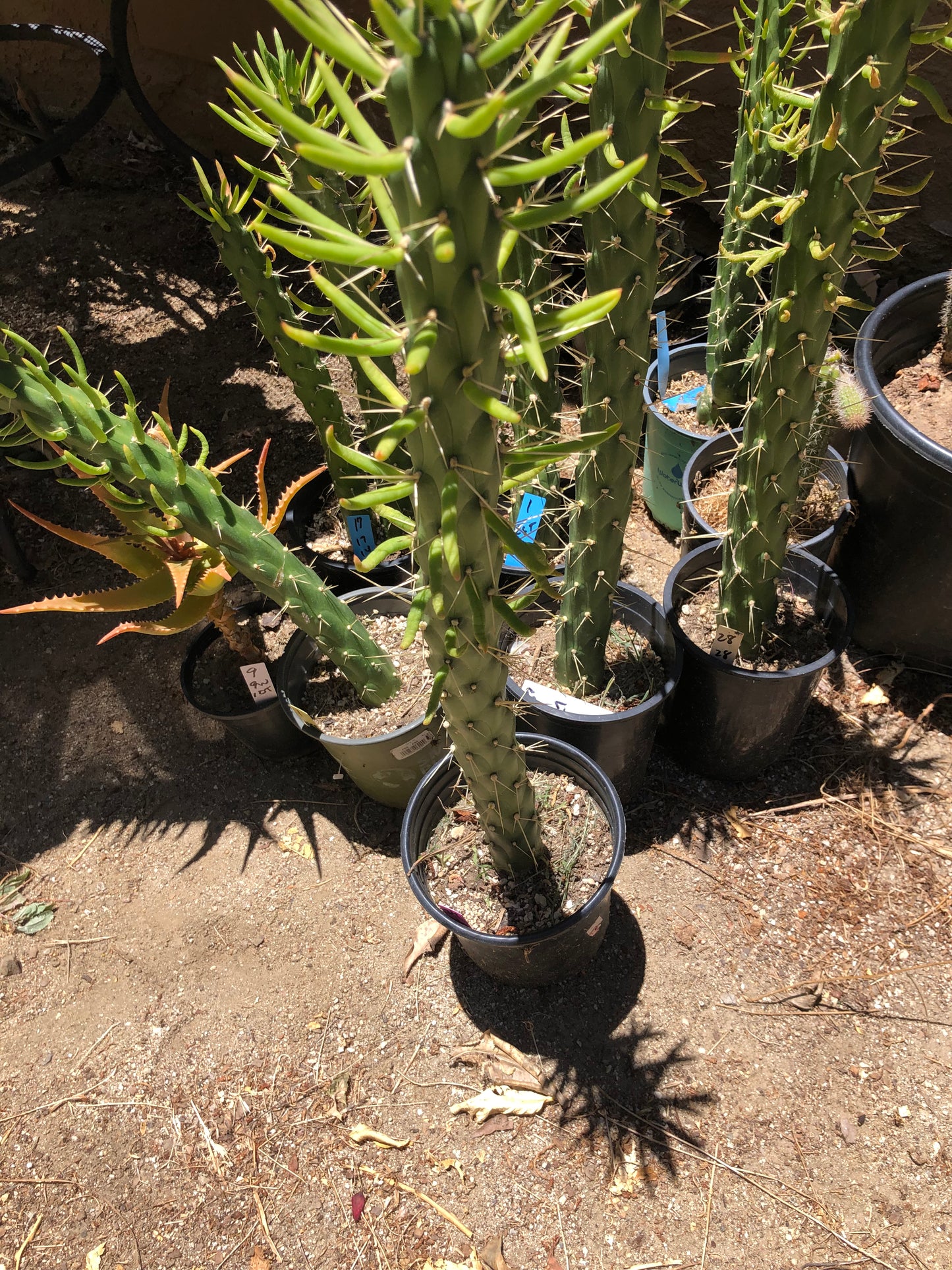 Austrocylindropuntia Full Size Eve's Needle 26"Tall #26P