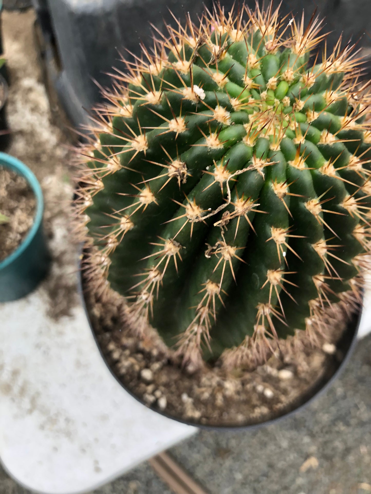 Trichocereus grandiflorus Torch 6" T 4.5"W #16Y