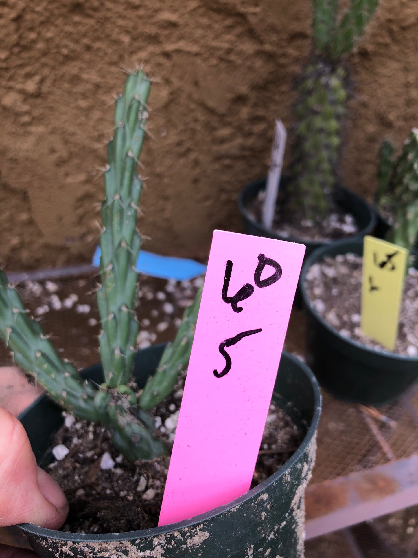 Cylindropuntia imbricata Buckhorn Cholla 5”Tall #60P