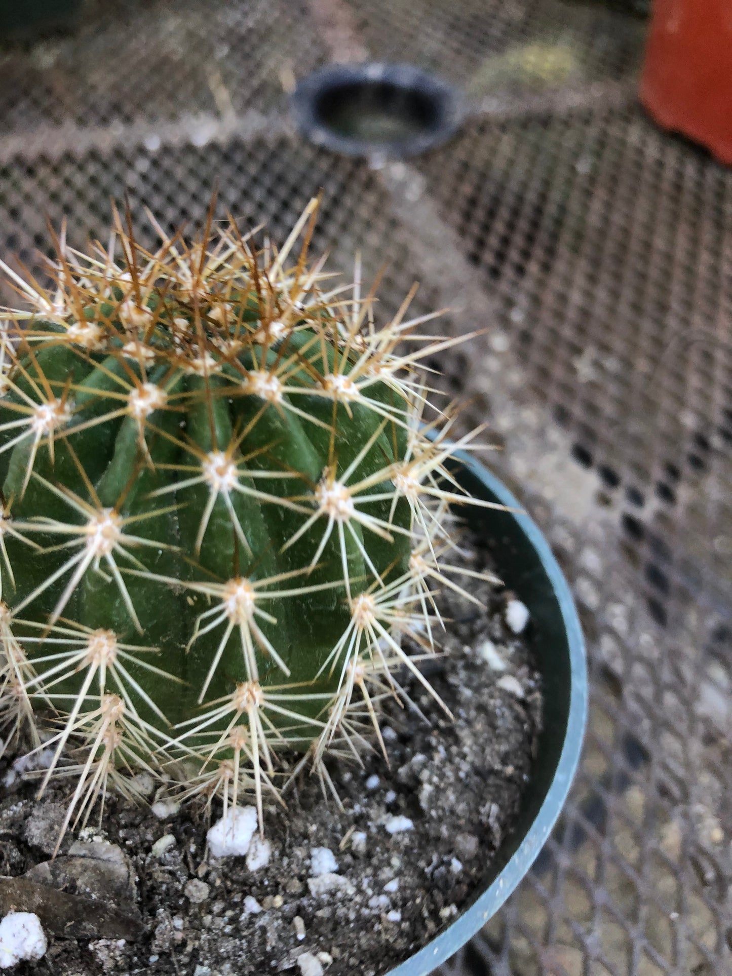 Trichocereus grandiflorus Torch 2.5"T #W