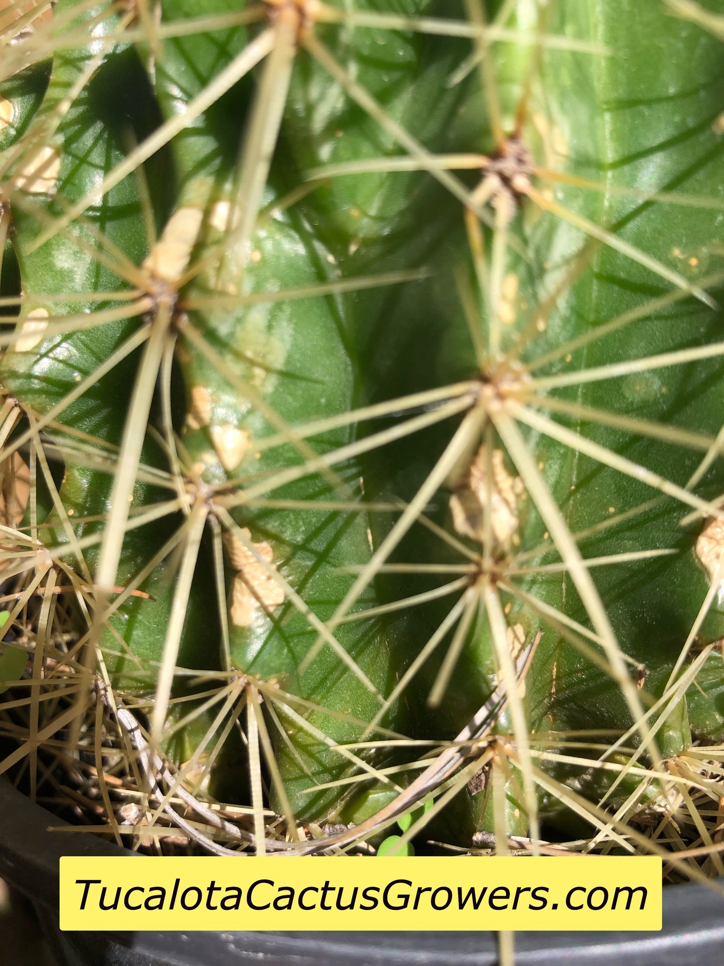 Echinocactus grusonii Golden Barrel 5"Wide #7G