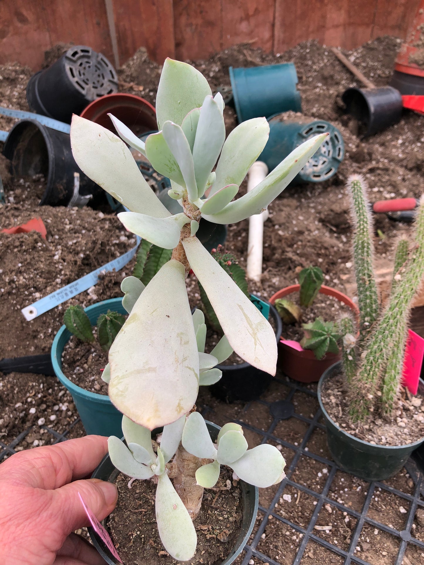 Cotyledon Silver Waves Succulent 10.5"Tall #6P