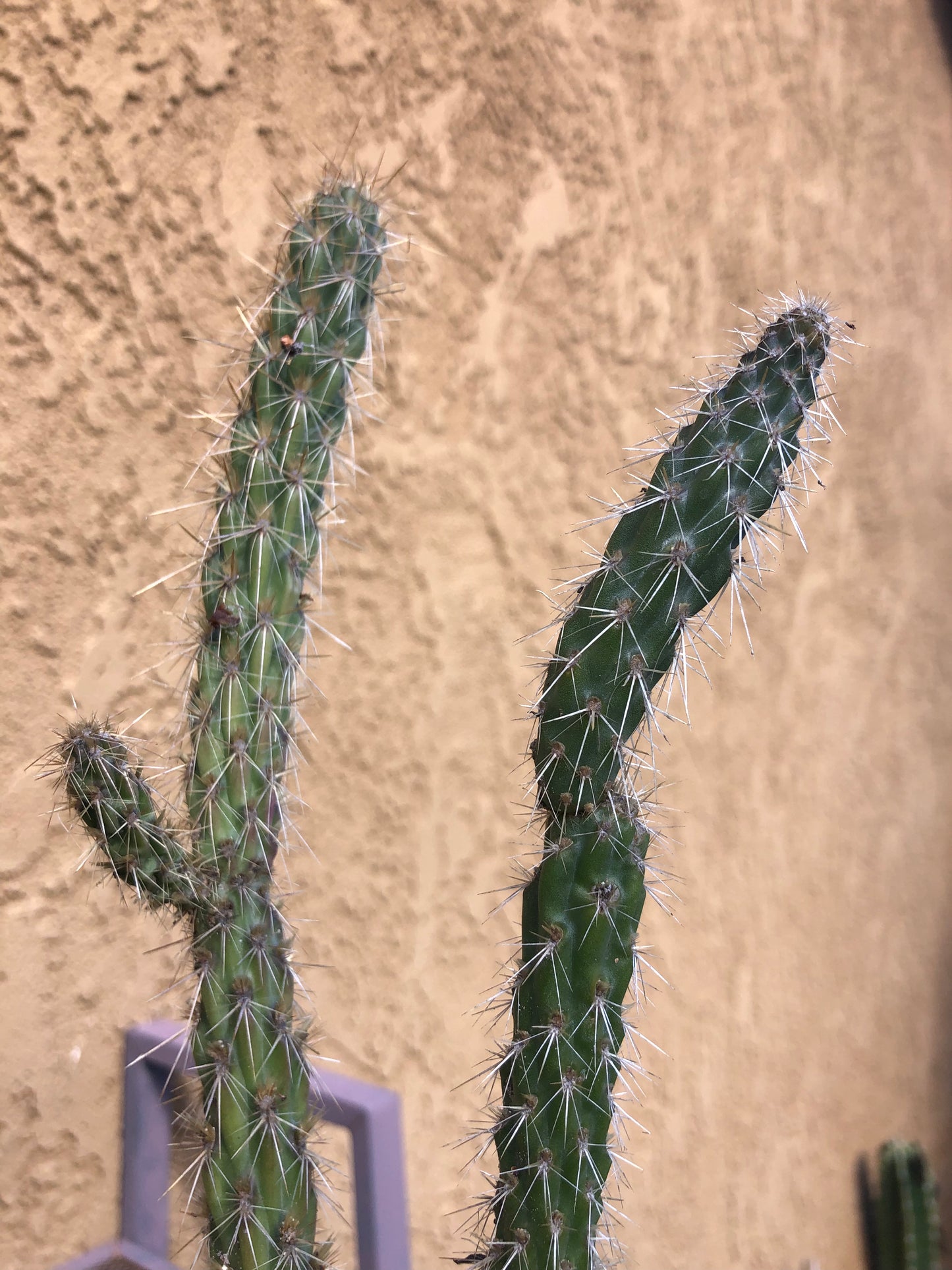 Cylindropuntia imbricata Buckhorn Cholla 11”Tall #68Y