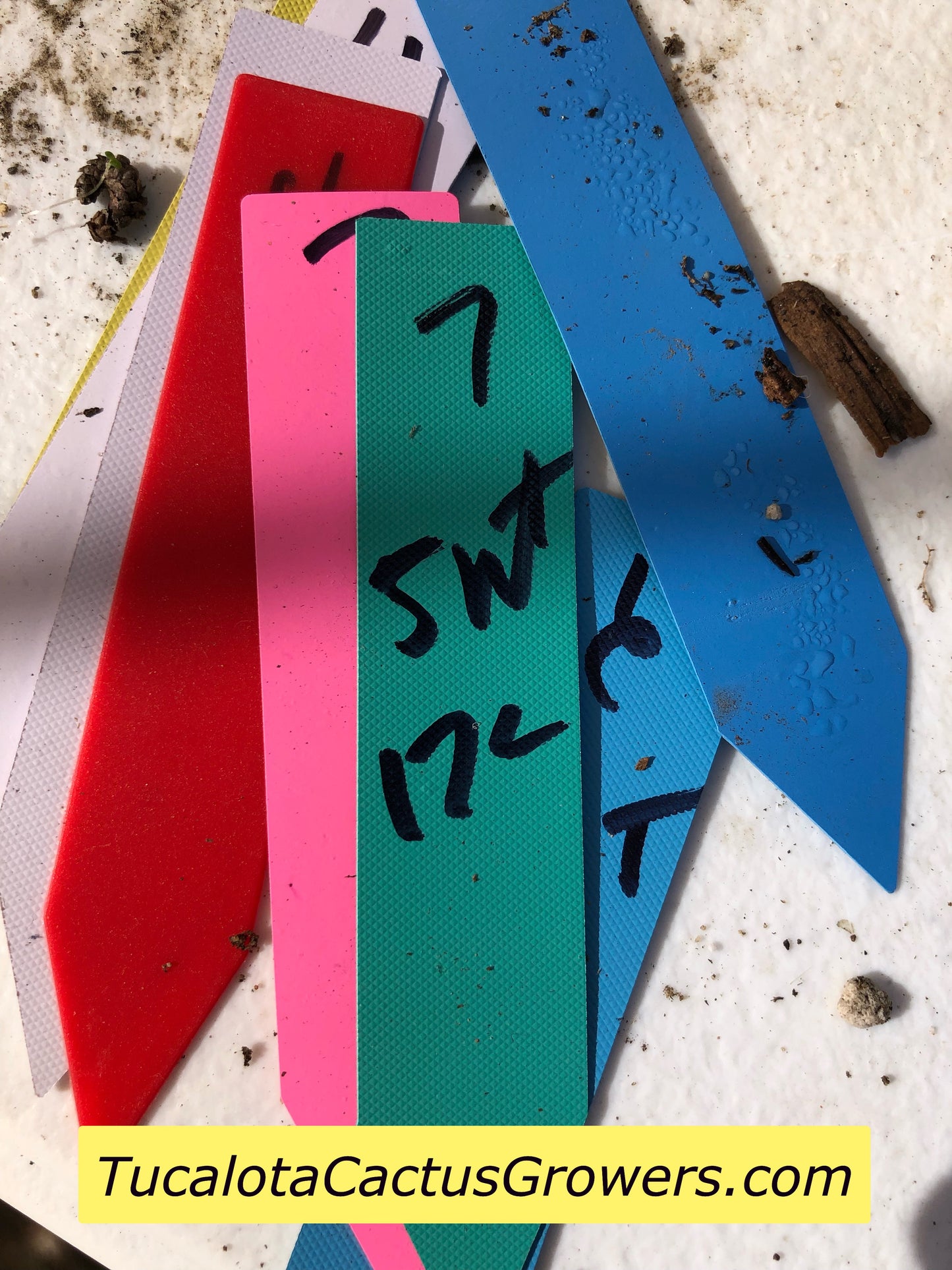 Echinocactus grusonii Golden Barrel 5"Wide #7G