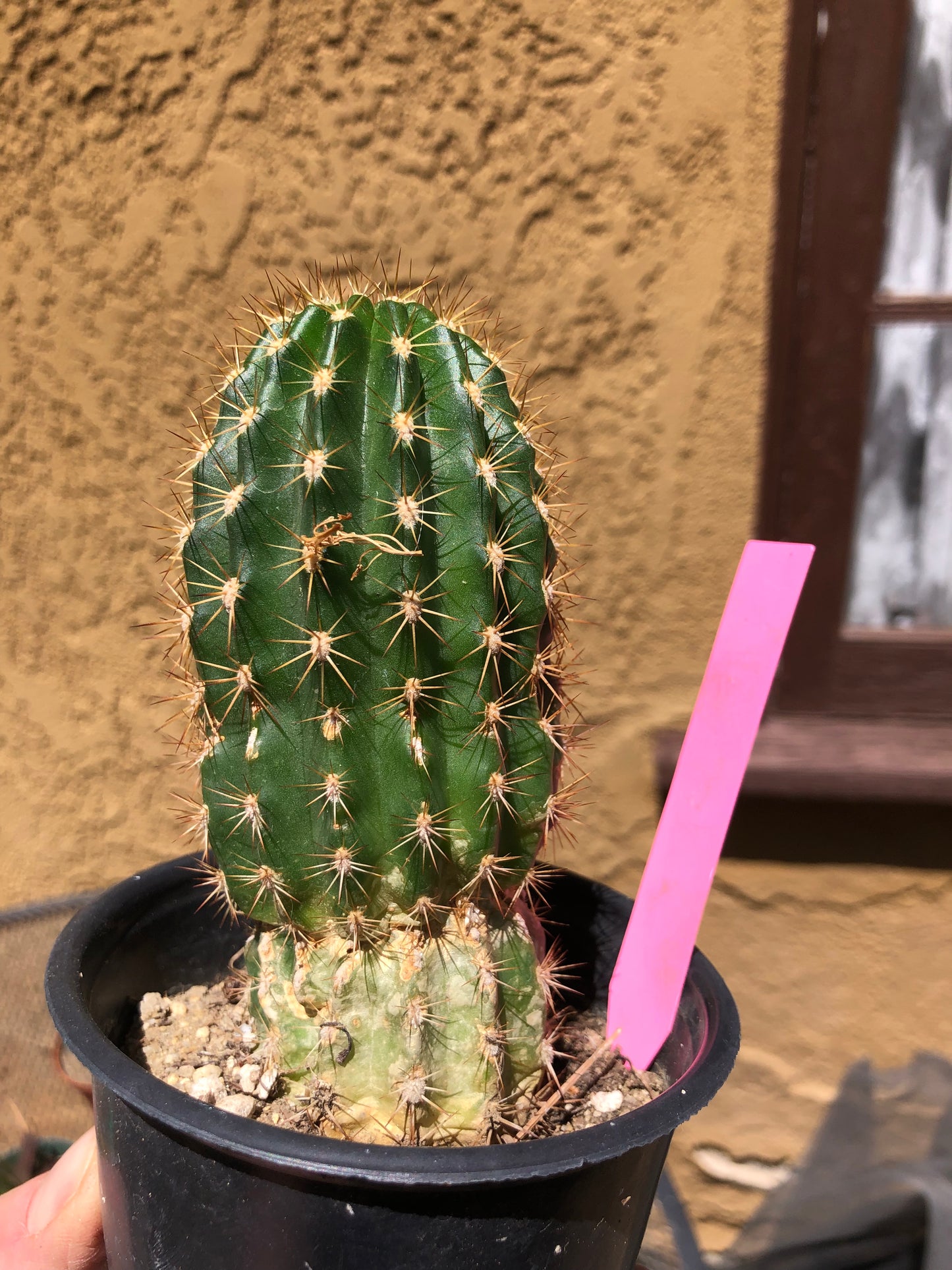 Trichocereus grandiflorus Torch 5” Tall #11P