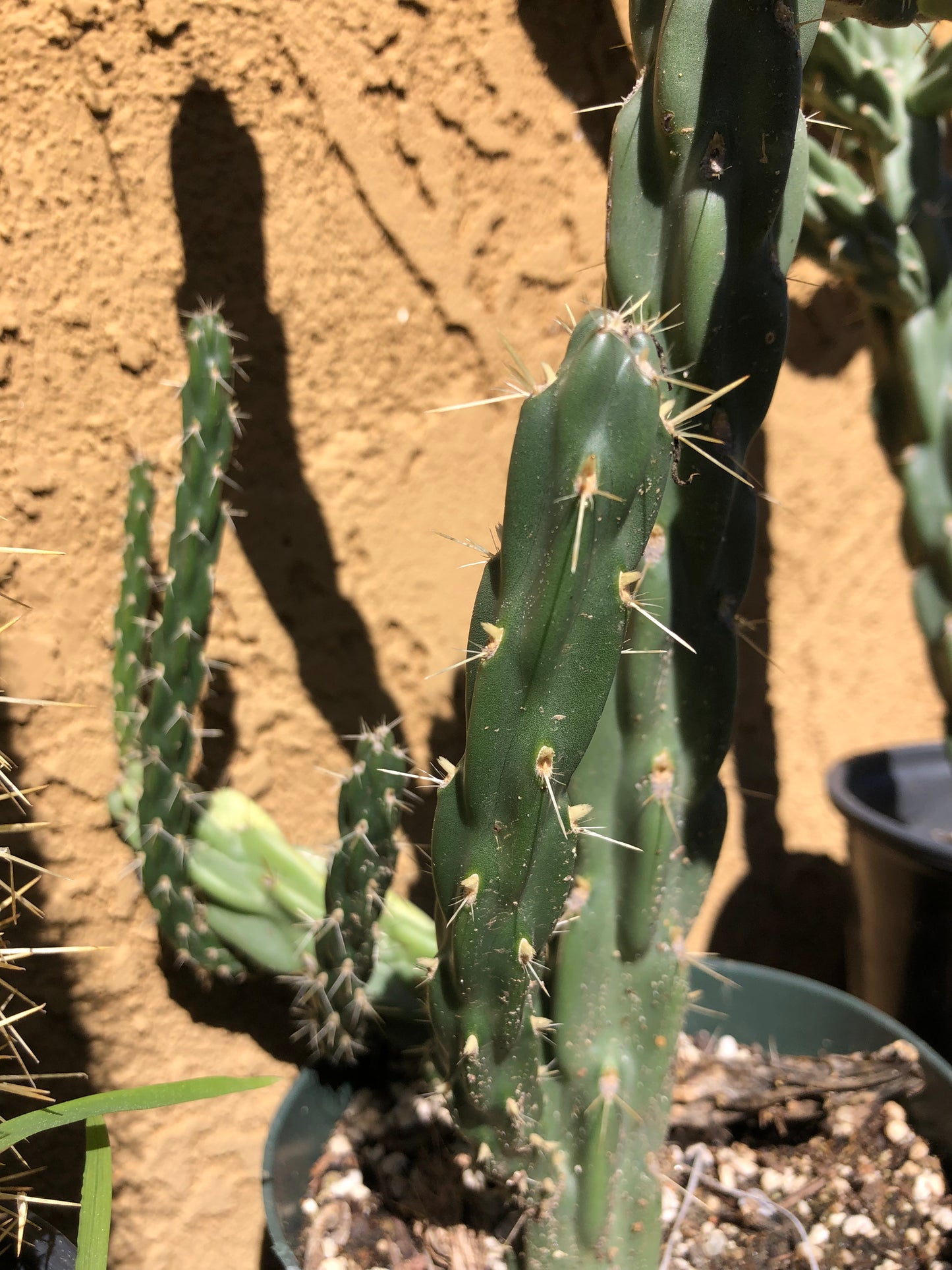 Cylindropuntia imbricata Buckhorn Cholla 16”Tall #5
