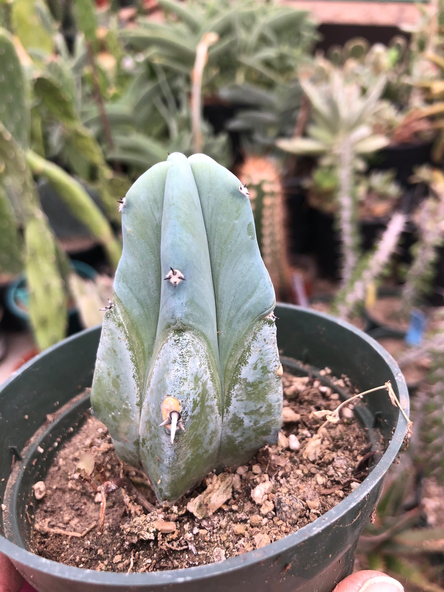 Myrtillocactus geometrizans Blue Myrtle Cactus 3”Tall #2P