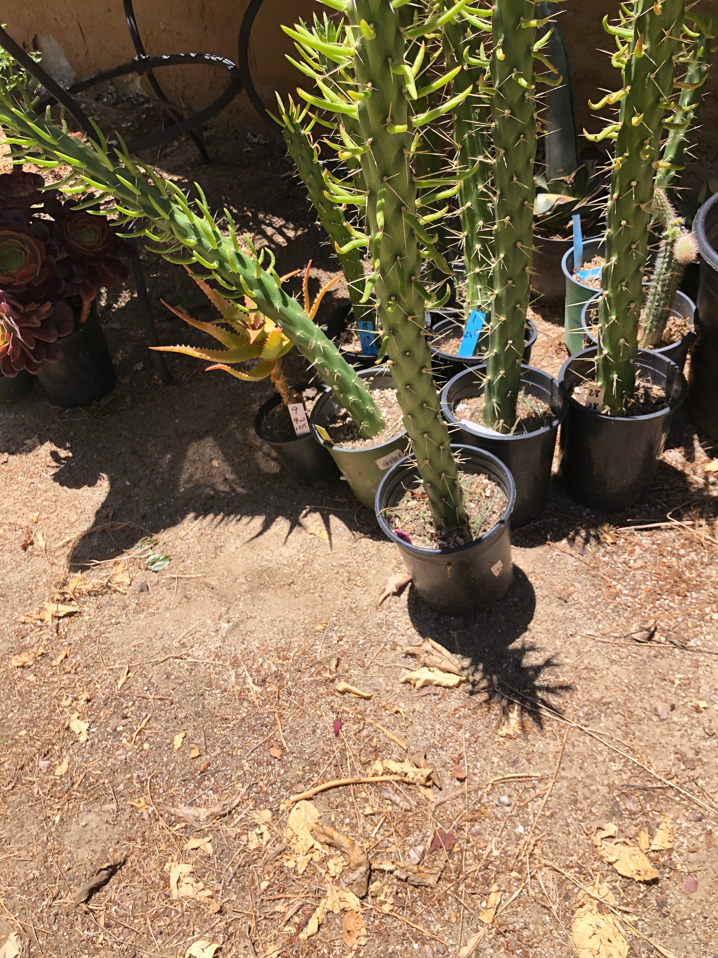 Austrocylindropuntia Full Size Eve's Needle 26"Tall #26P