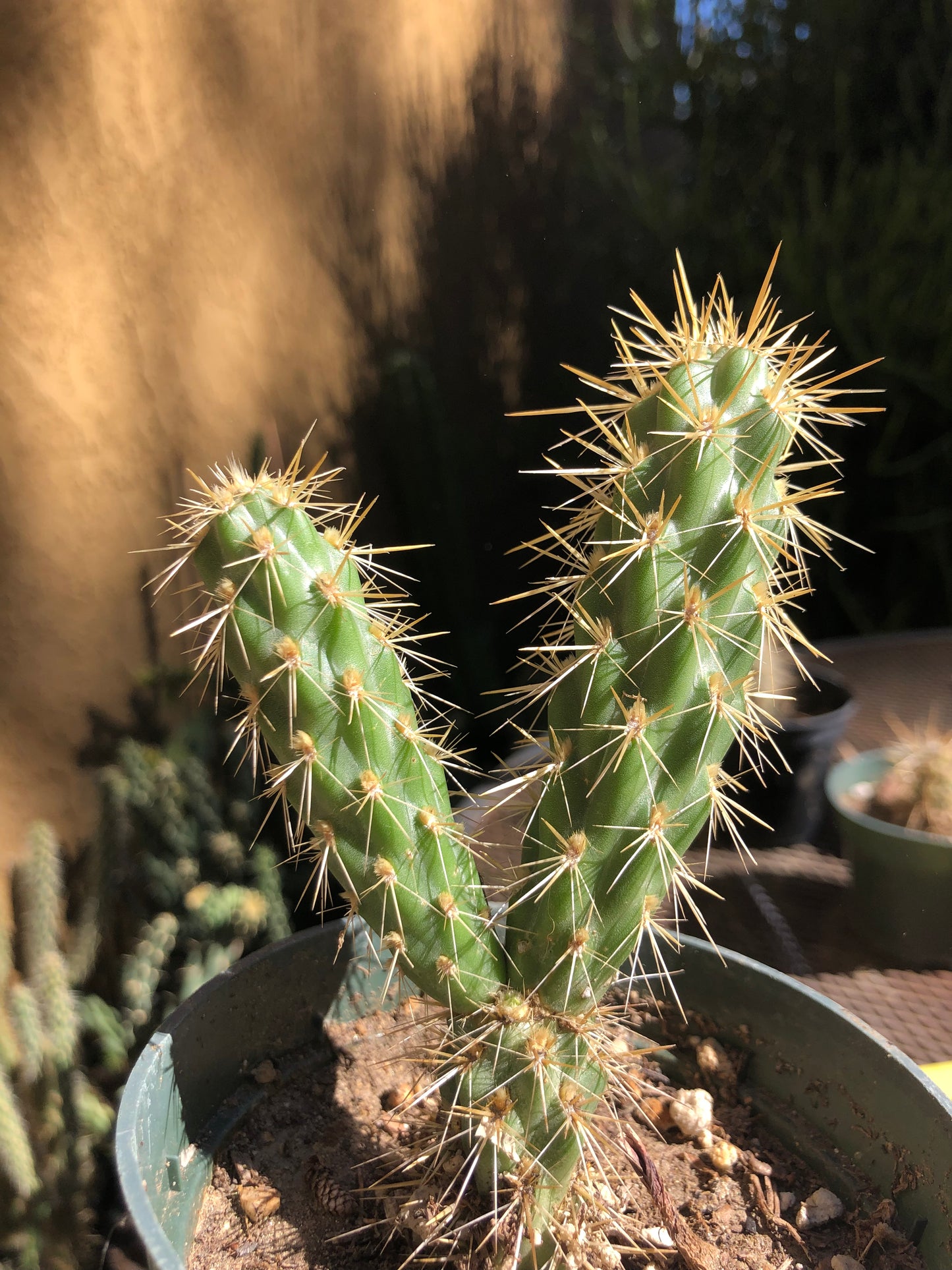 Cylindropuntia imbricata Buckhorn Cholla 4”Tall #44Y