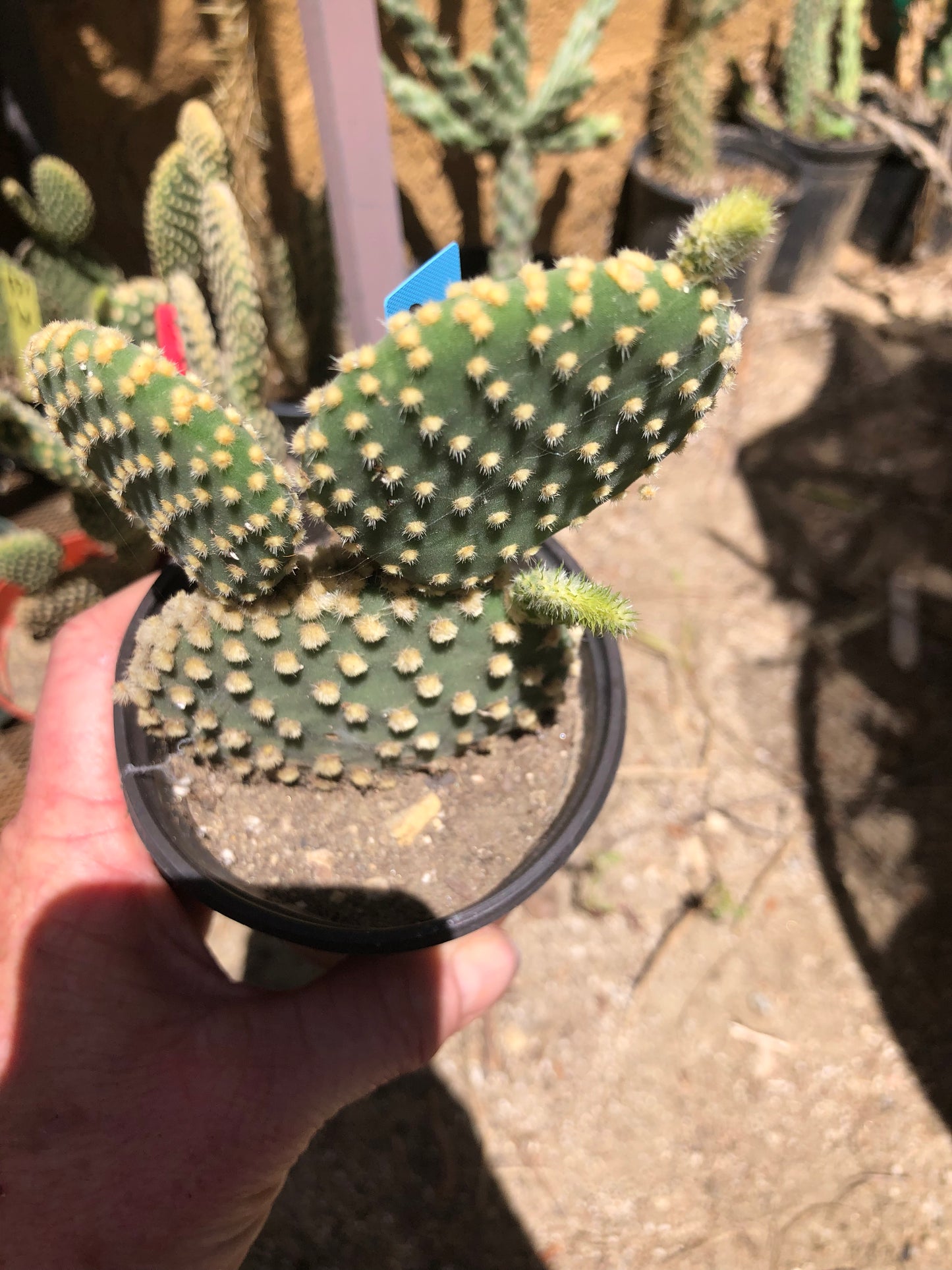 Opuntia microdasys Off White Bunny 5"Tall #127B