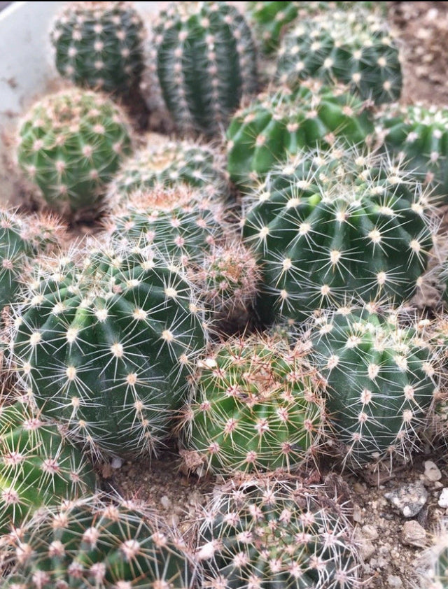 Echinopsis oxygona Yellow Easter Lily 1"Rooted Pup