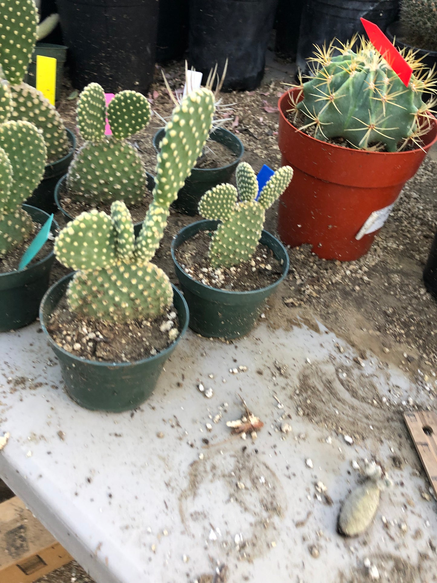 Opuntia microdasys Off White Bunny 6.5"Tall #65B