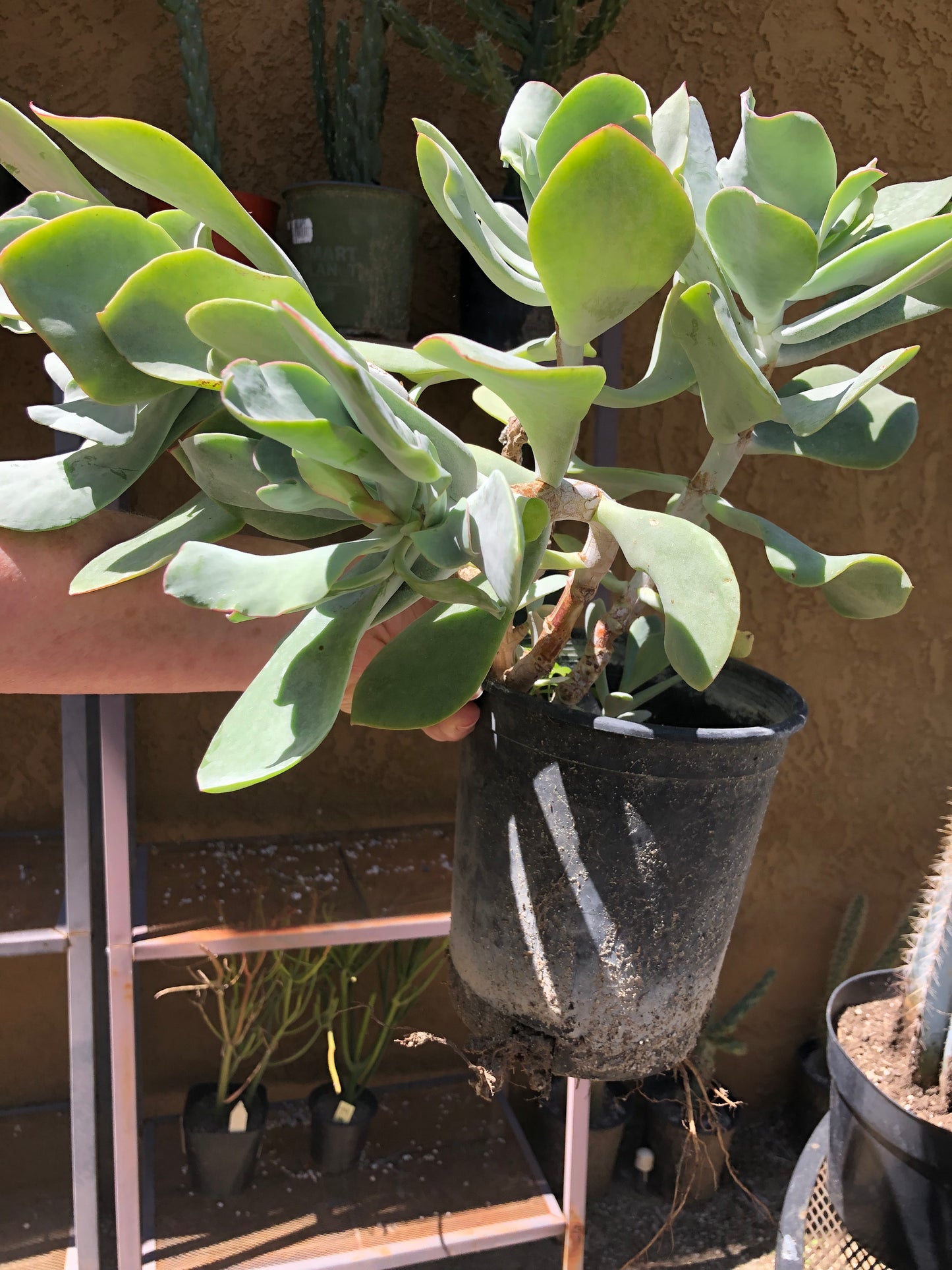 Cotyledon Silver Waves 16"Tall #160B