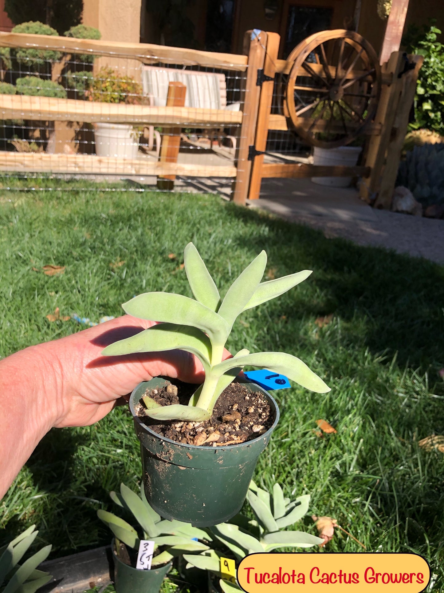 Crassula falcata Airplane Plant  5"Tall 5"Wide #10B