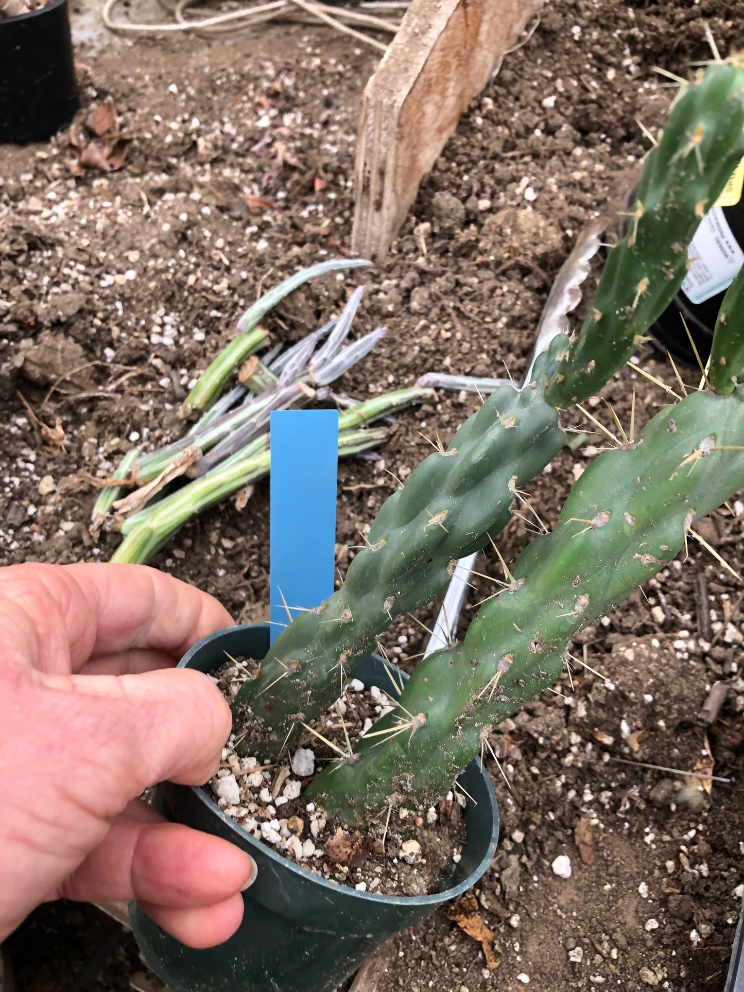 Cholla Cylindropuntia Imbricata Buckhorn 8"Tall #8B