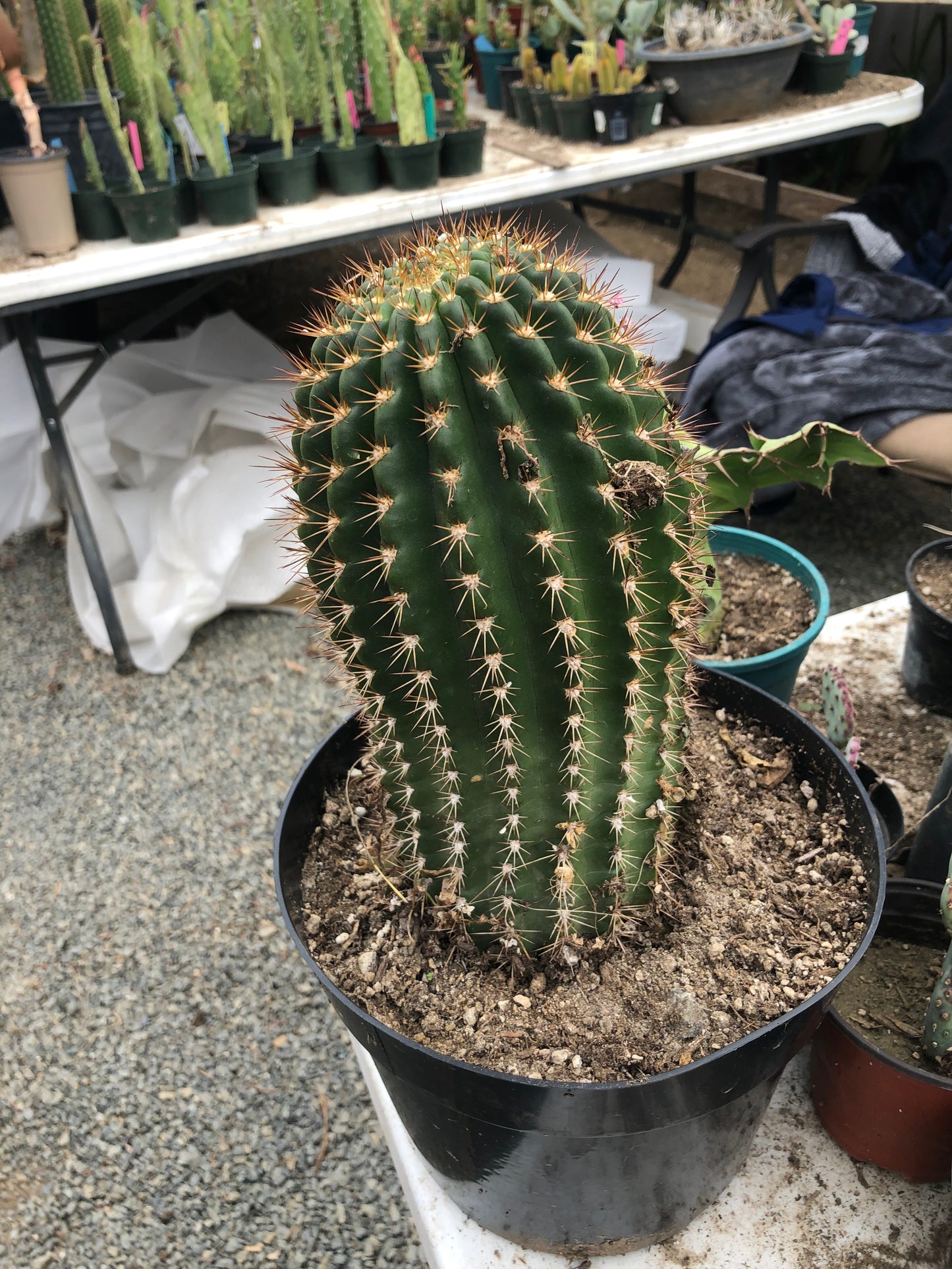 Trichocereus grandiflorus Torch 6" T 4.5"W #16Y