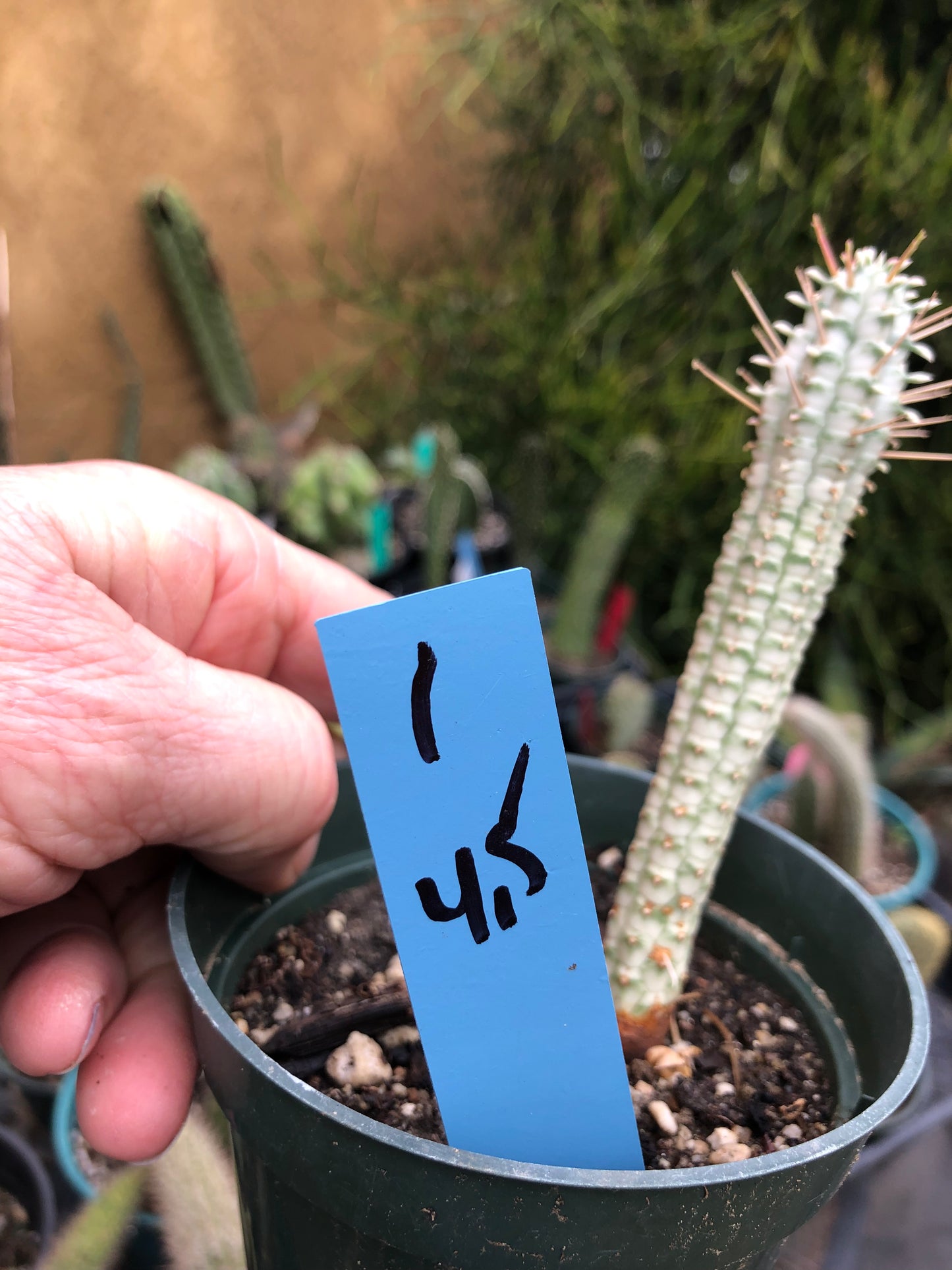 Euphorbia mammillarias variegata Corn Cob 4.5"Tall #1B