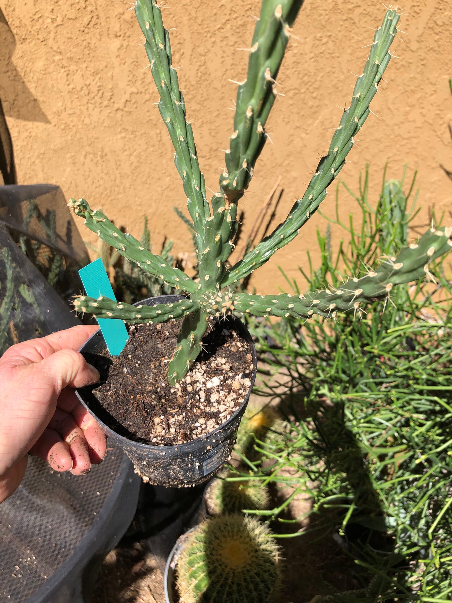Cholla Cylindropuntia Imbricata  Buckhorn 13”Tall #13G
