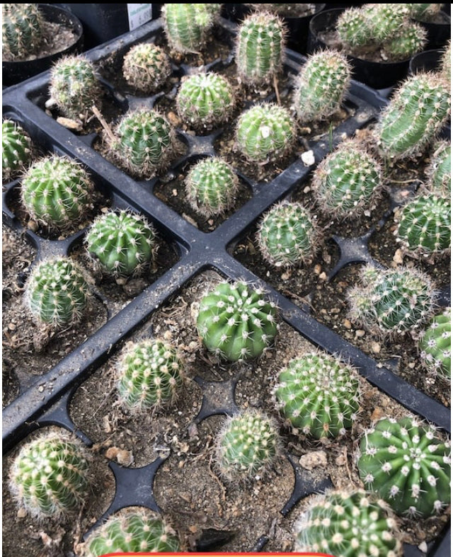 Echinopsis oxygona Pink Easter Lily 1" Rooted Pup
