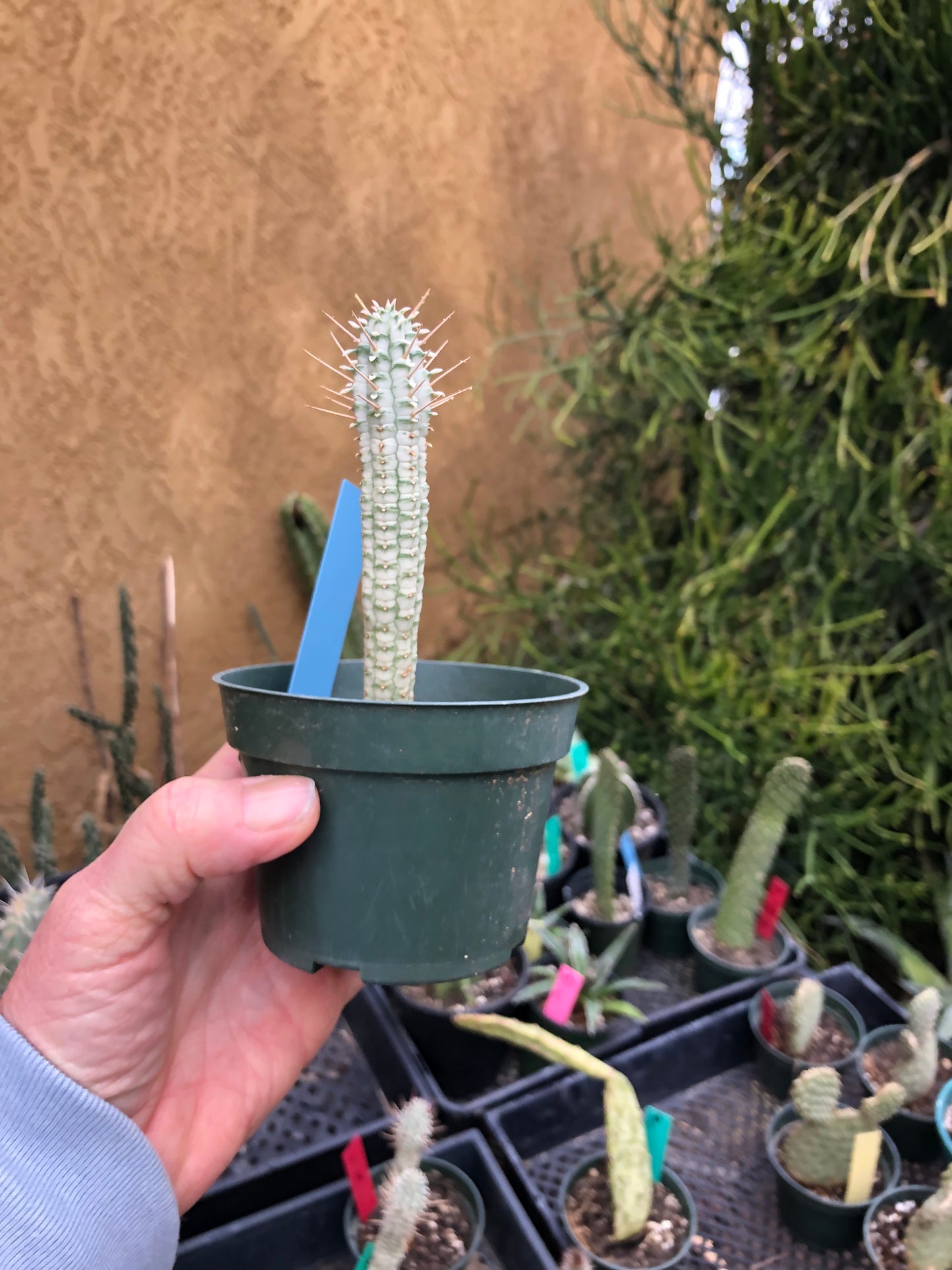 Euphorbia mammillarias variegata Corn Cob 4.5"Tall #1B