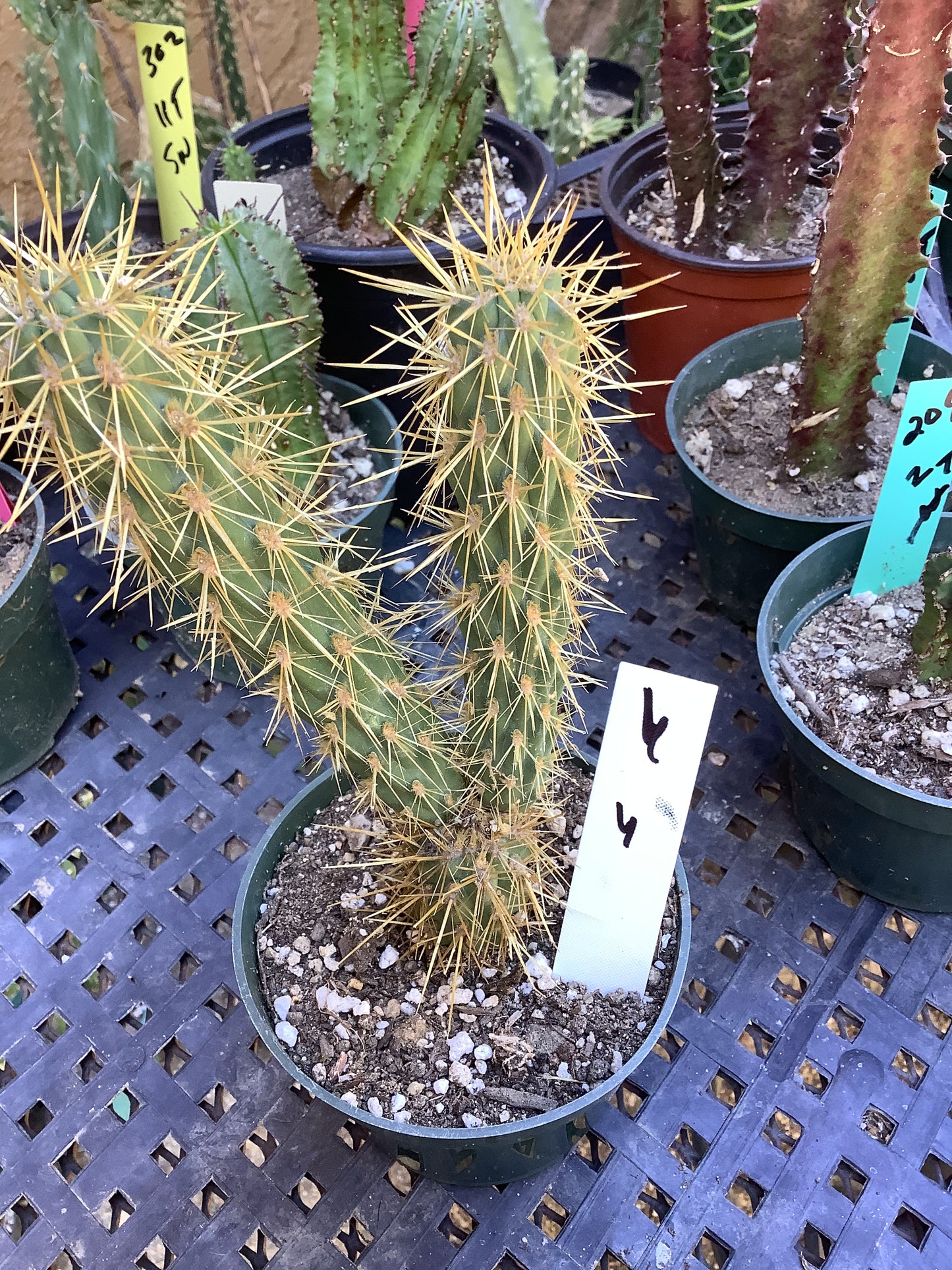 Cholla Cylindropuntia  Buckhorn 6”T #6W