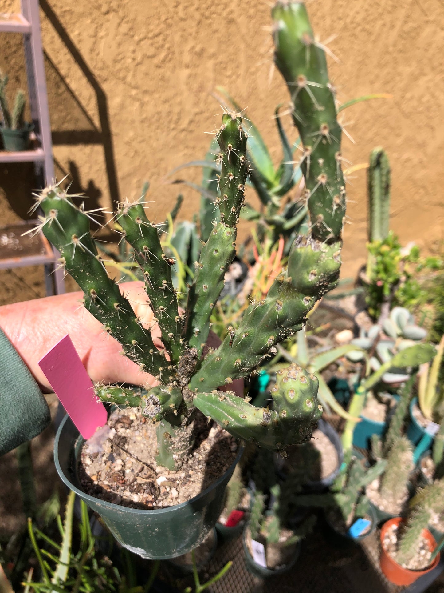 Cylindropuntia imbricata Buckhorn Cholla 10”Tall #4P