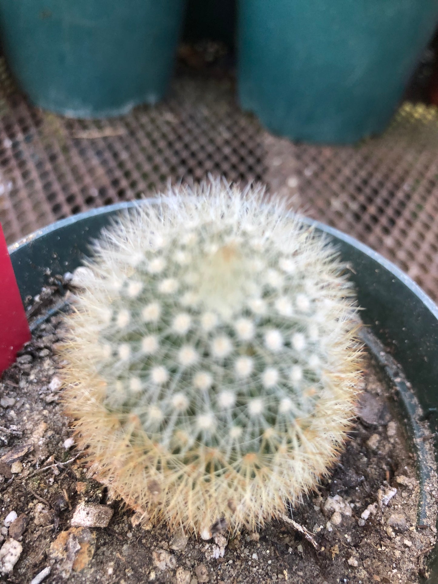 Notocactus Parodia scopa Silver Ball/Snowball Cactus 2" Tall #101R
